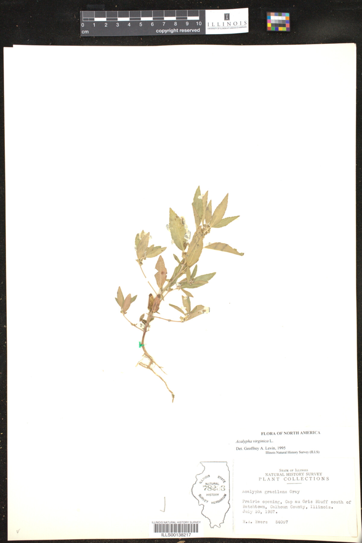 Acalypha image