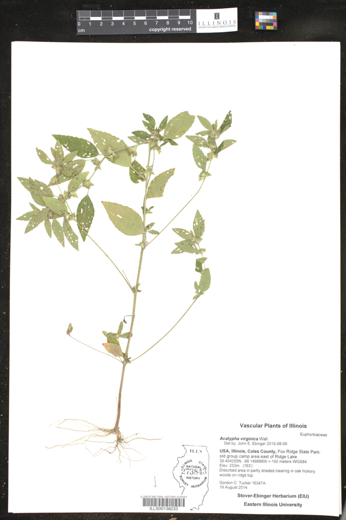 Acalypha image