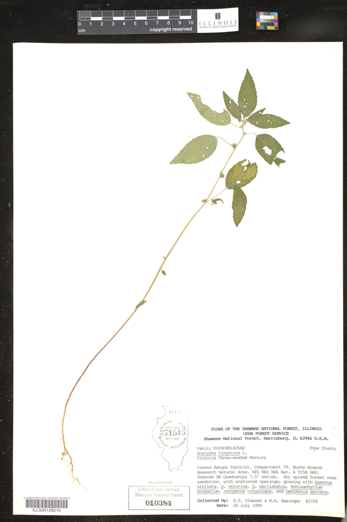 Acalypha virginica image