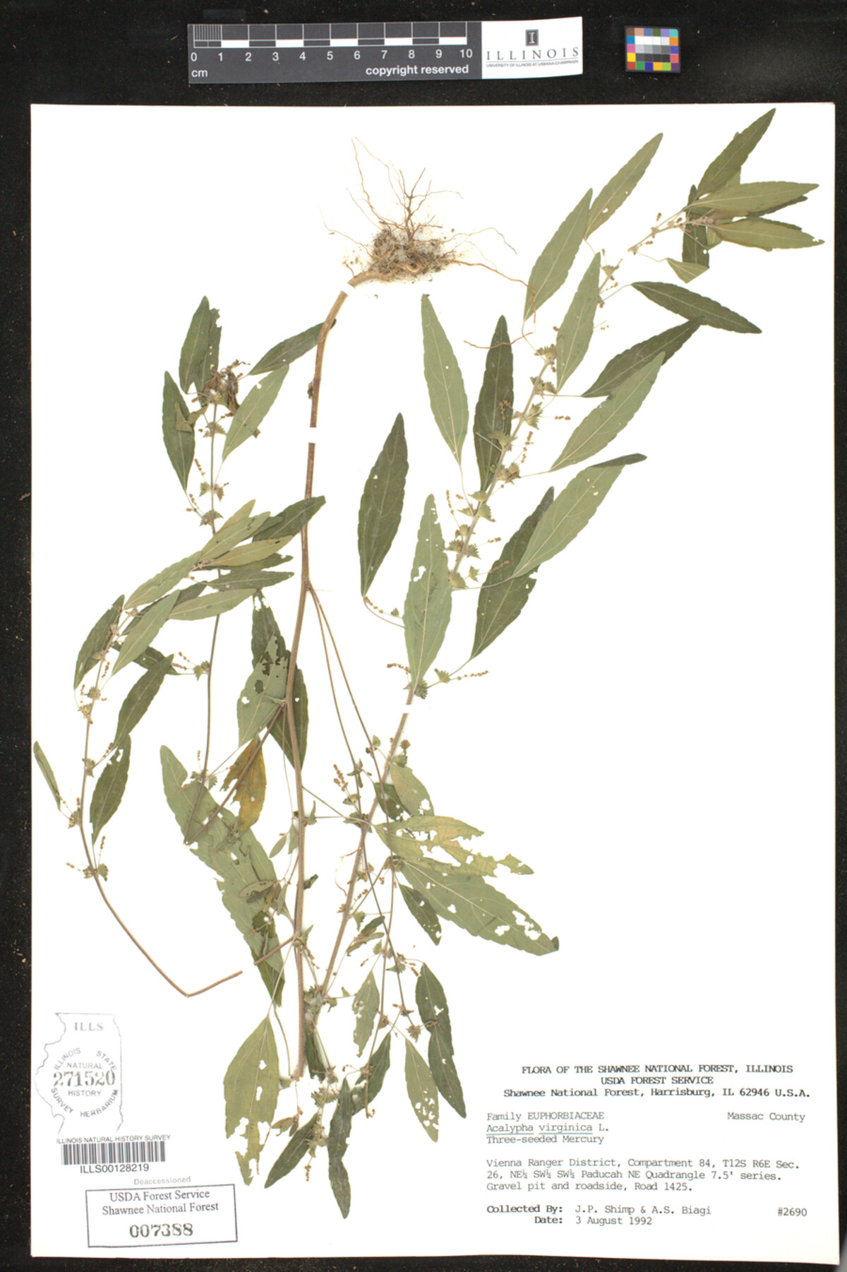 Acalypha virginica image