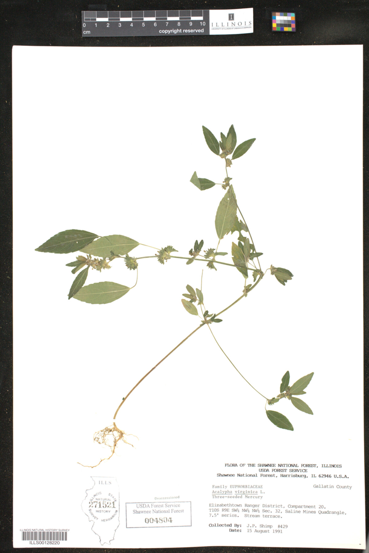 Acalypha virginica image