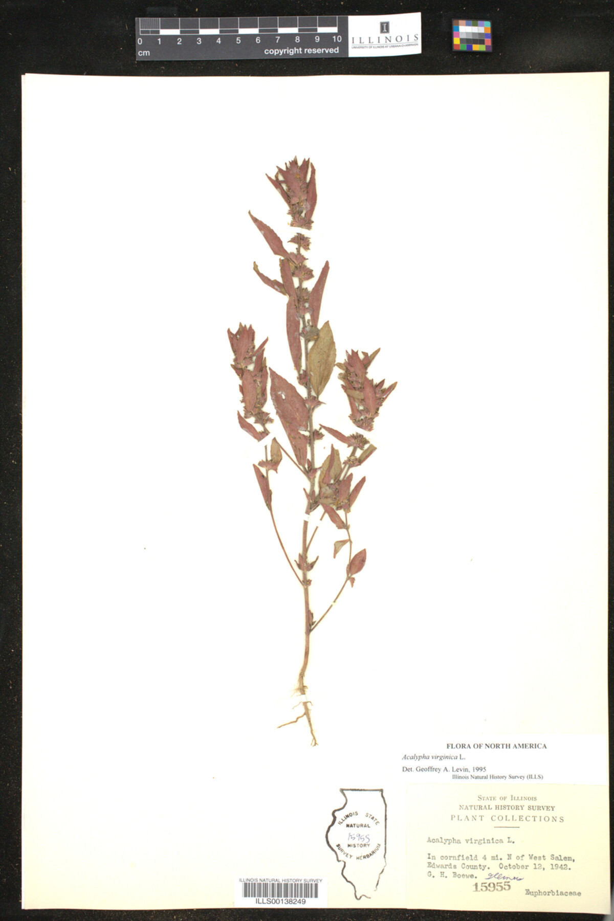 Acalypha virginica image