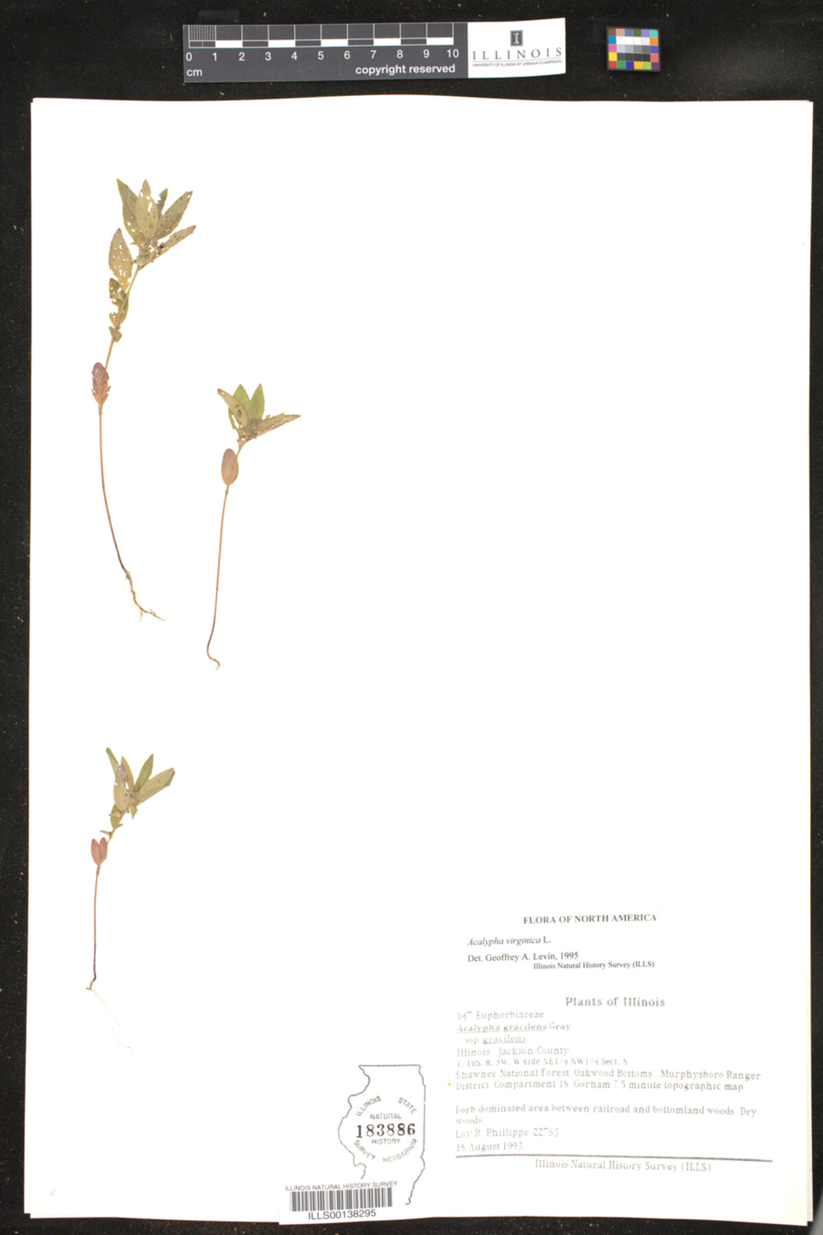Acalypha gracilens image