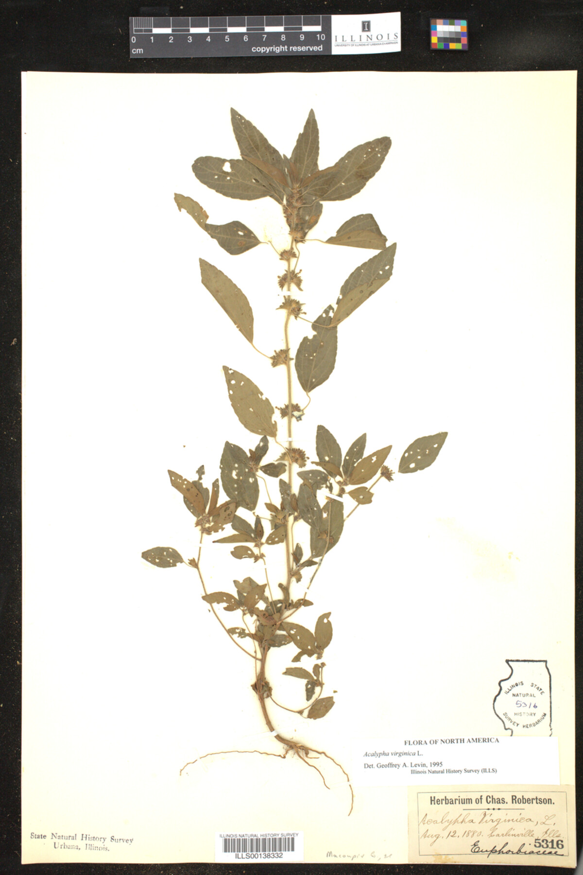 Acalypha virginica image