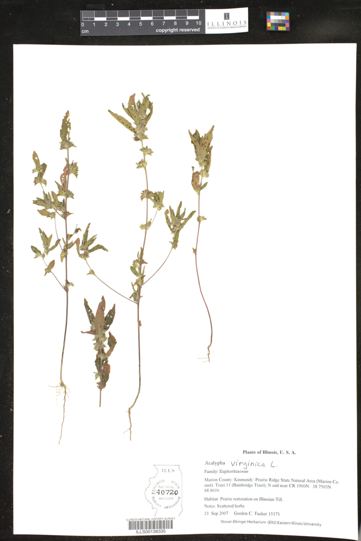 Acalypha virginica image