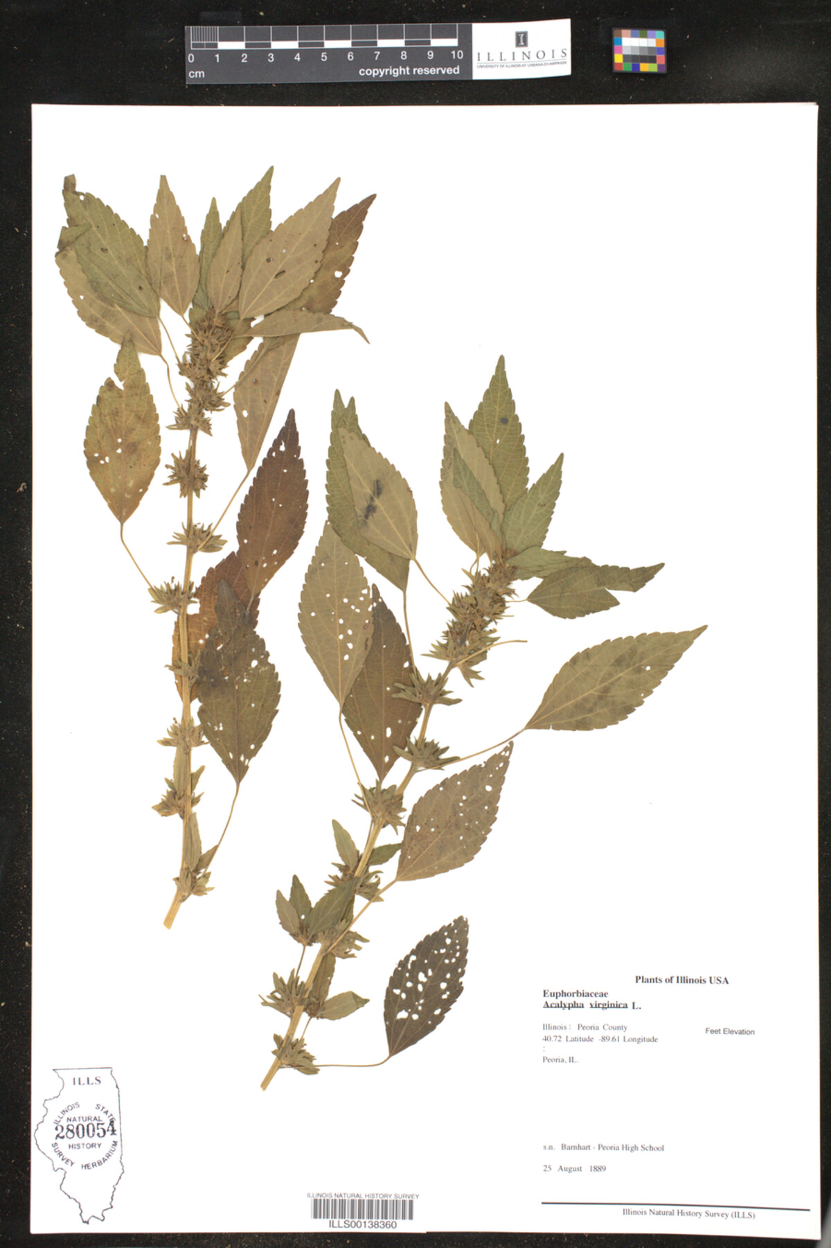 Acalypha virginica image