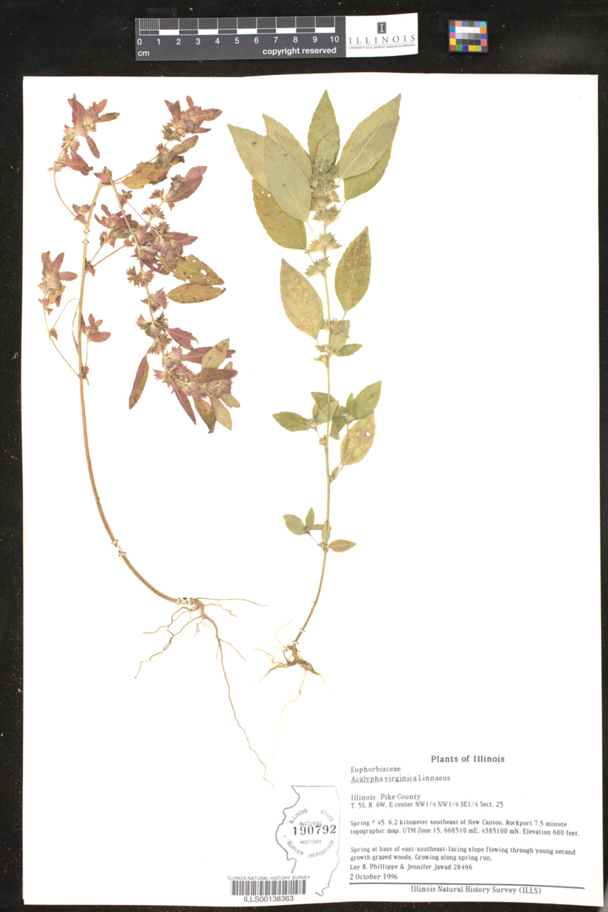 Acalypha virginica image