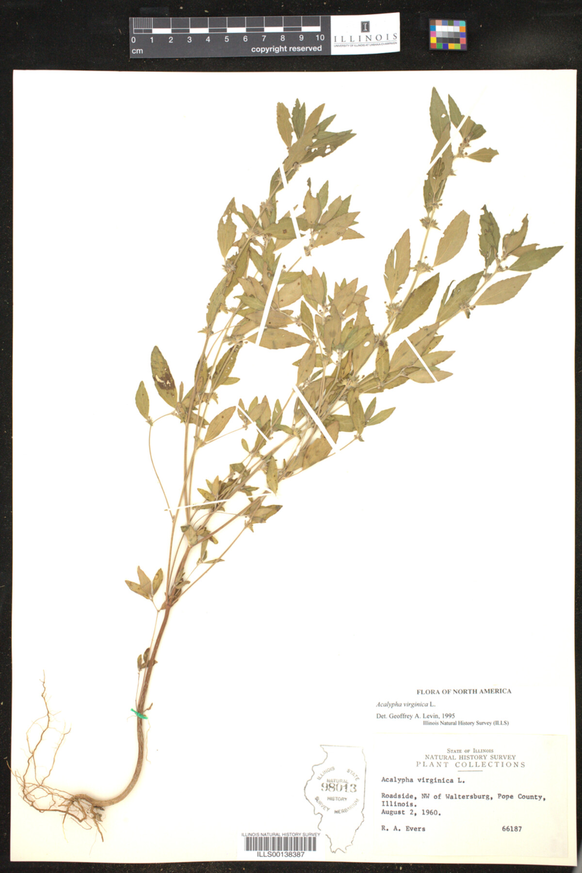 Acalypha virginica image