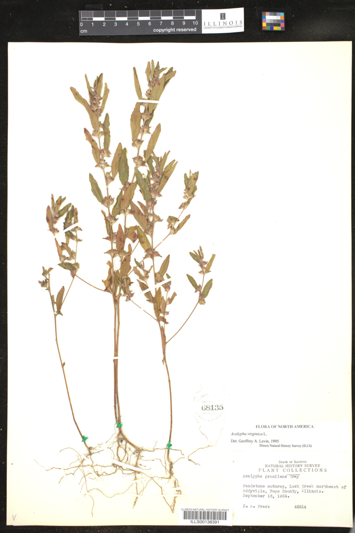 Acalypha virginica image