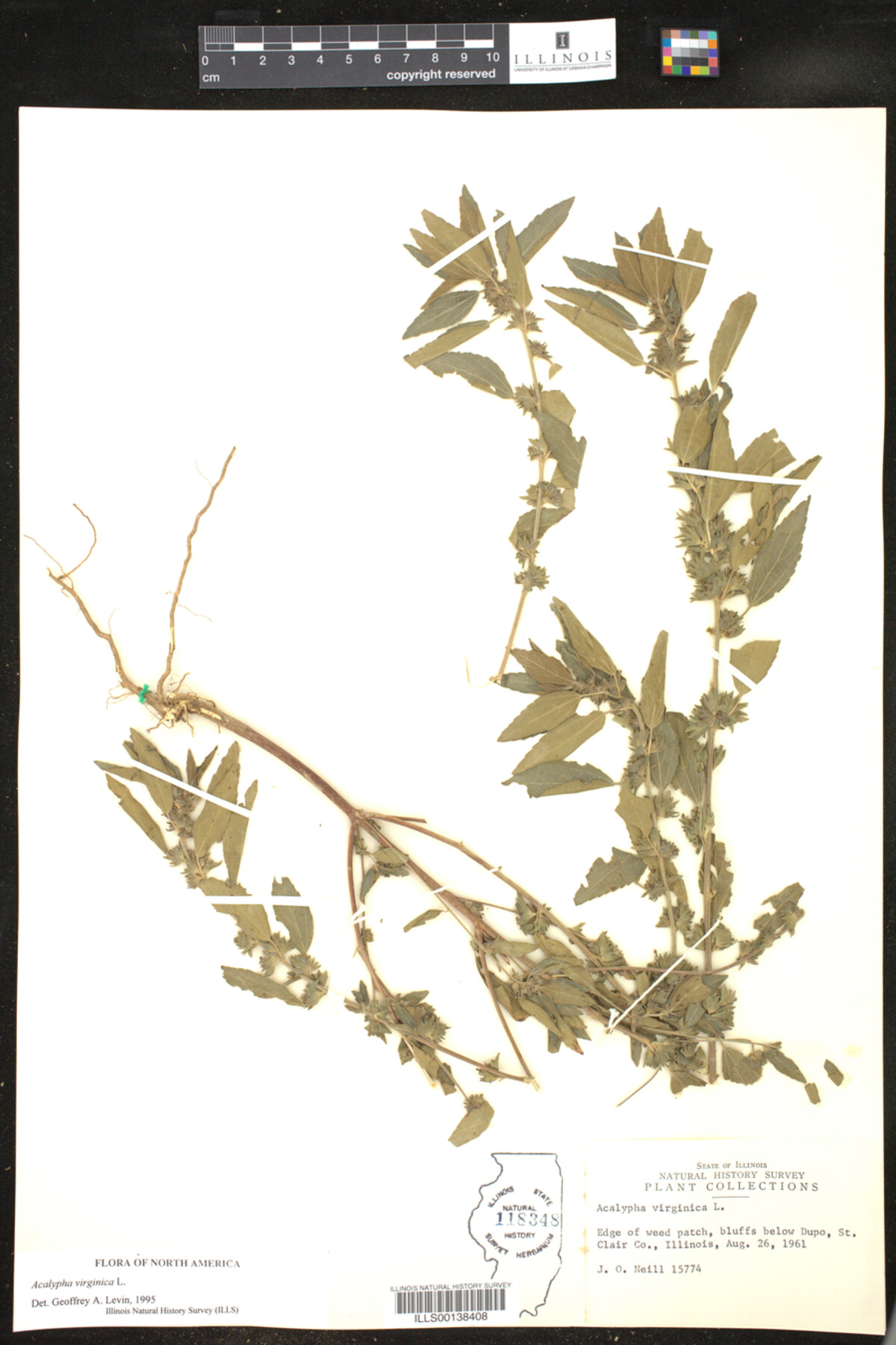 Acalypha virginica image