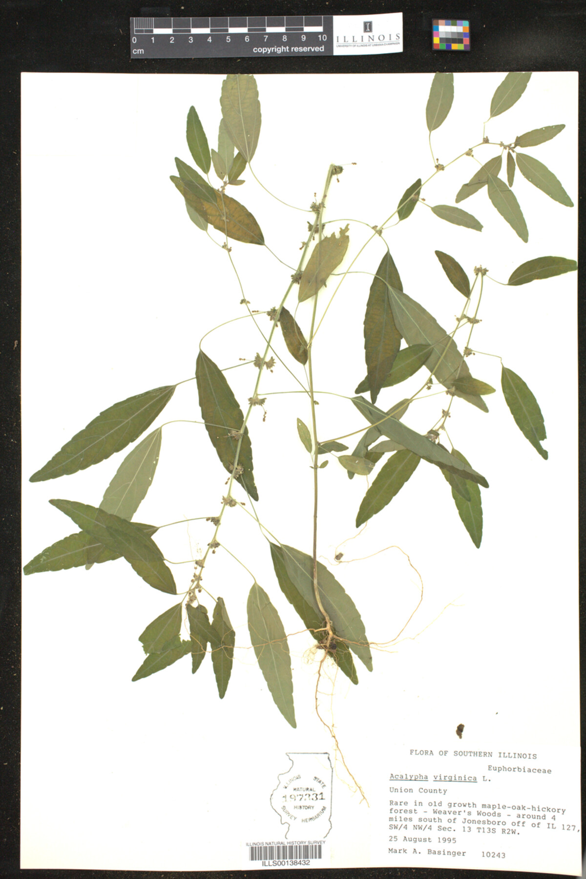Acalypha virginica image