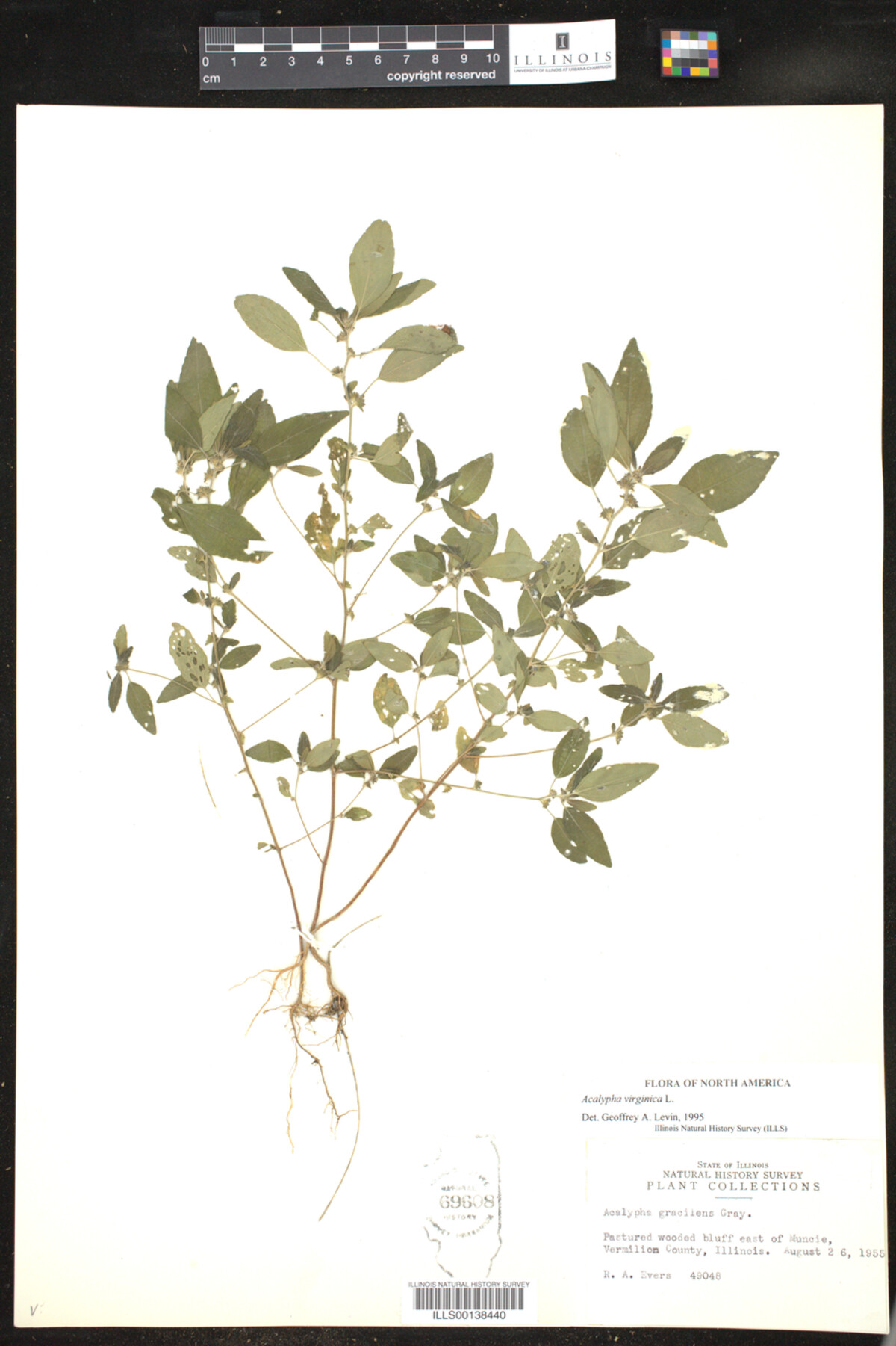 Acalypha virginica image