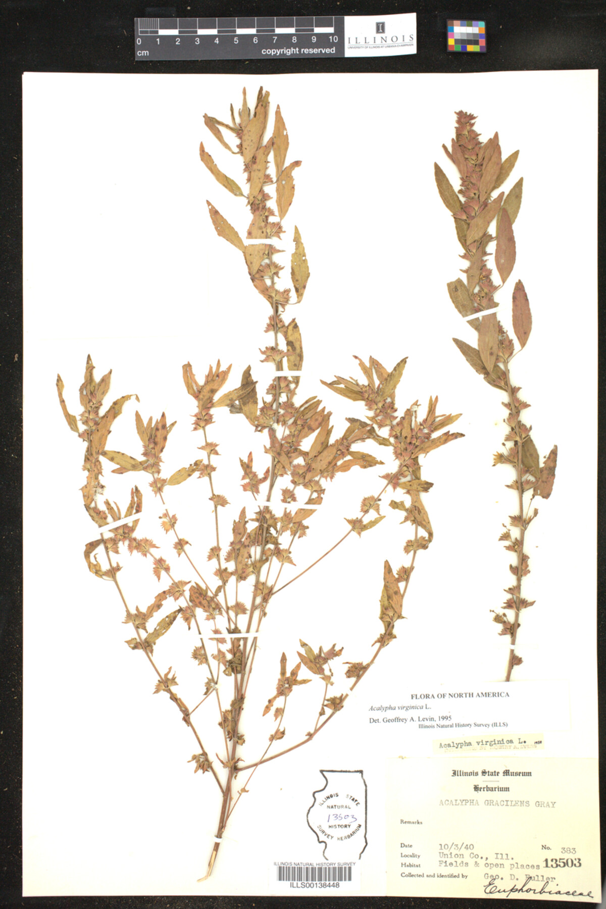 Acalypha virginica image
