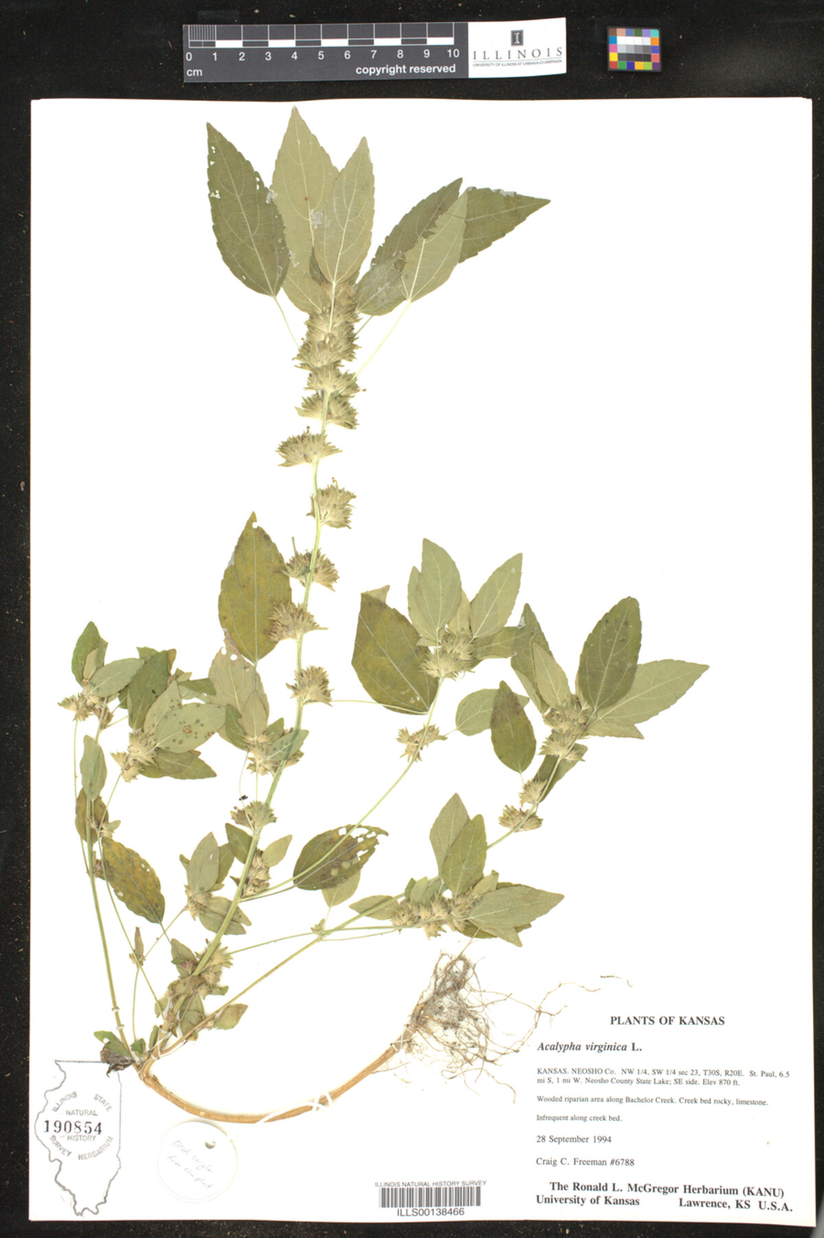 Acalypha virginica image