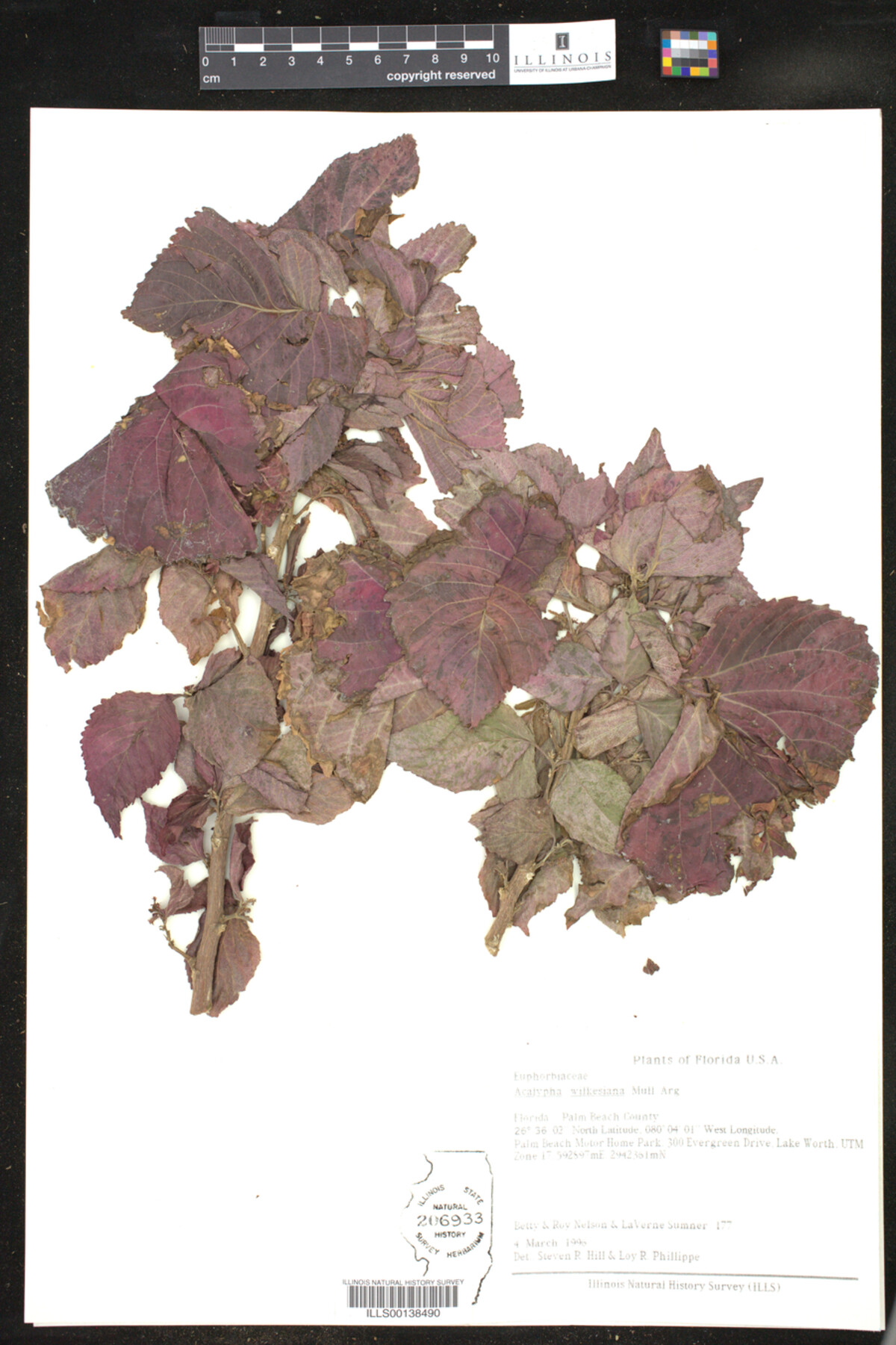 Acalypha wilkesiana image
