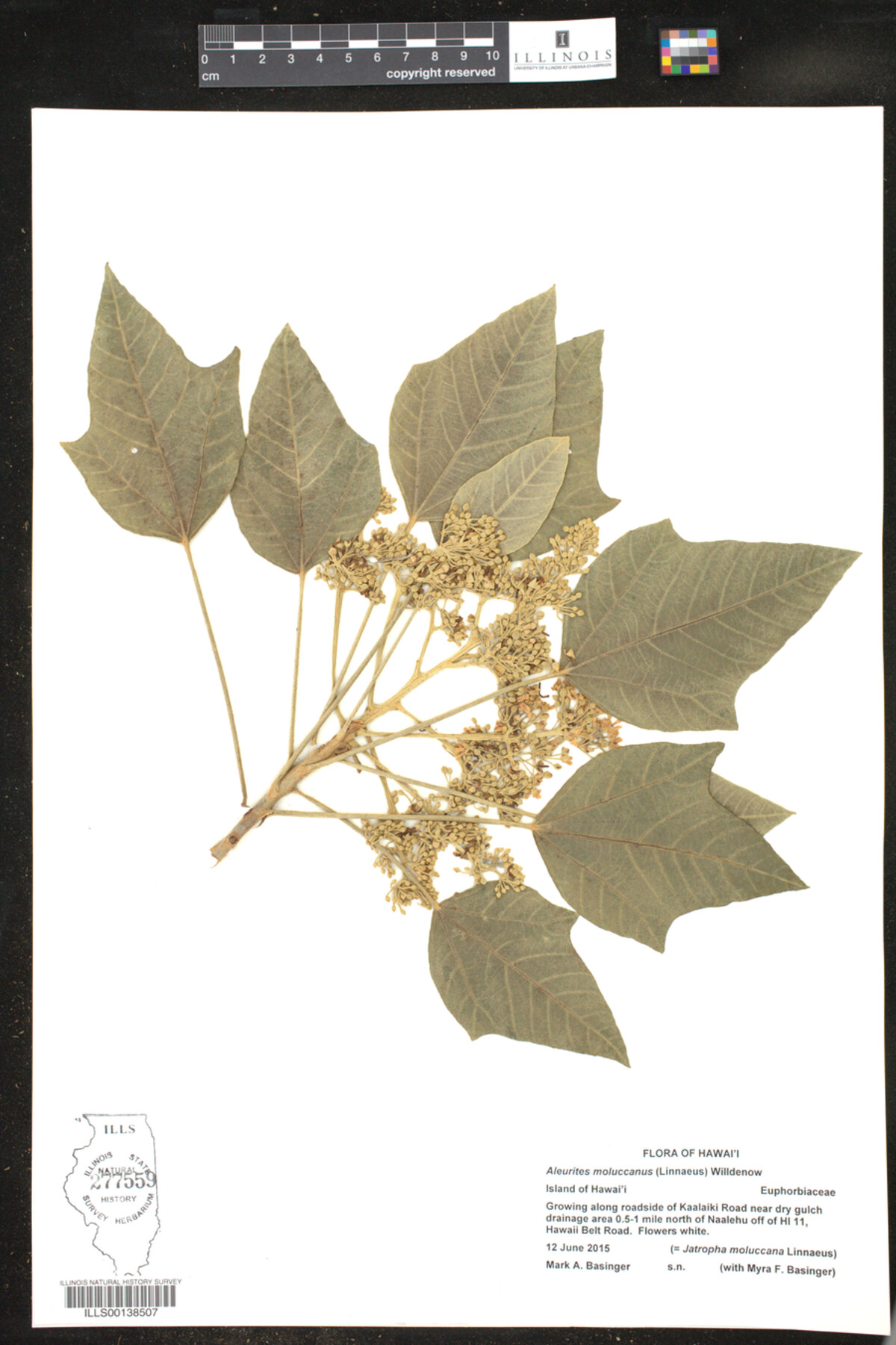 Aleurites moluccanus image