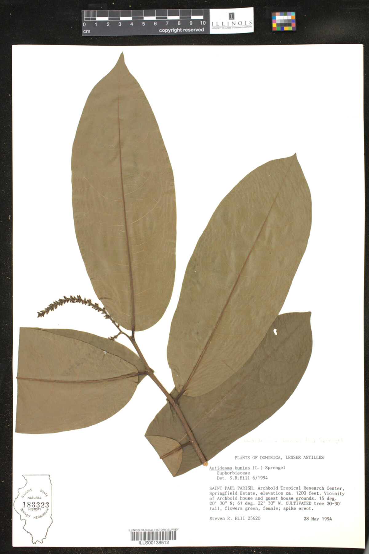 Antidesma bunius image