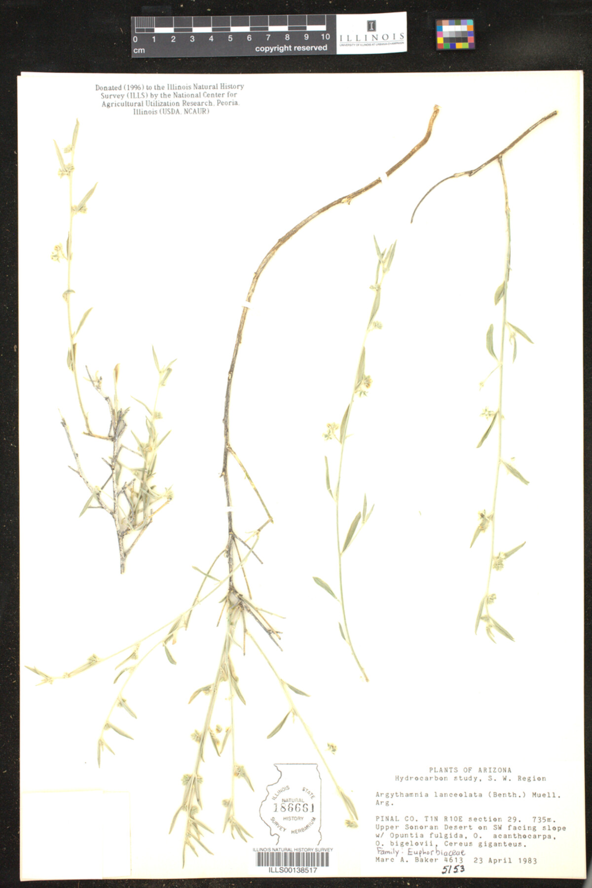 Ditaxis lanceolata image