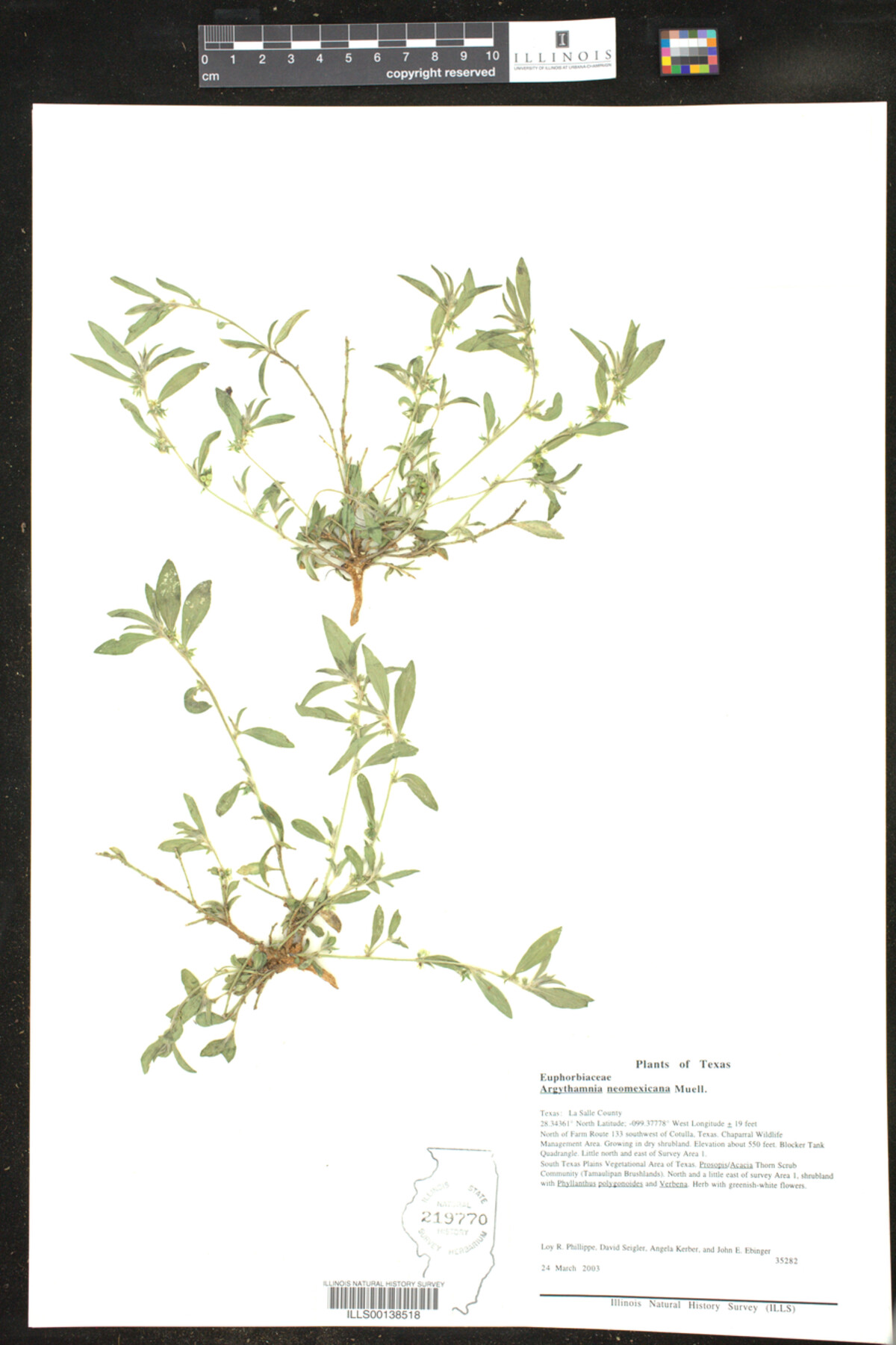 Argythamnia image