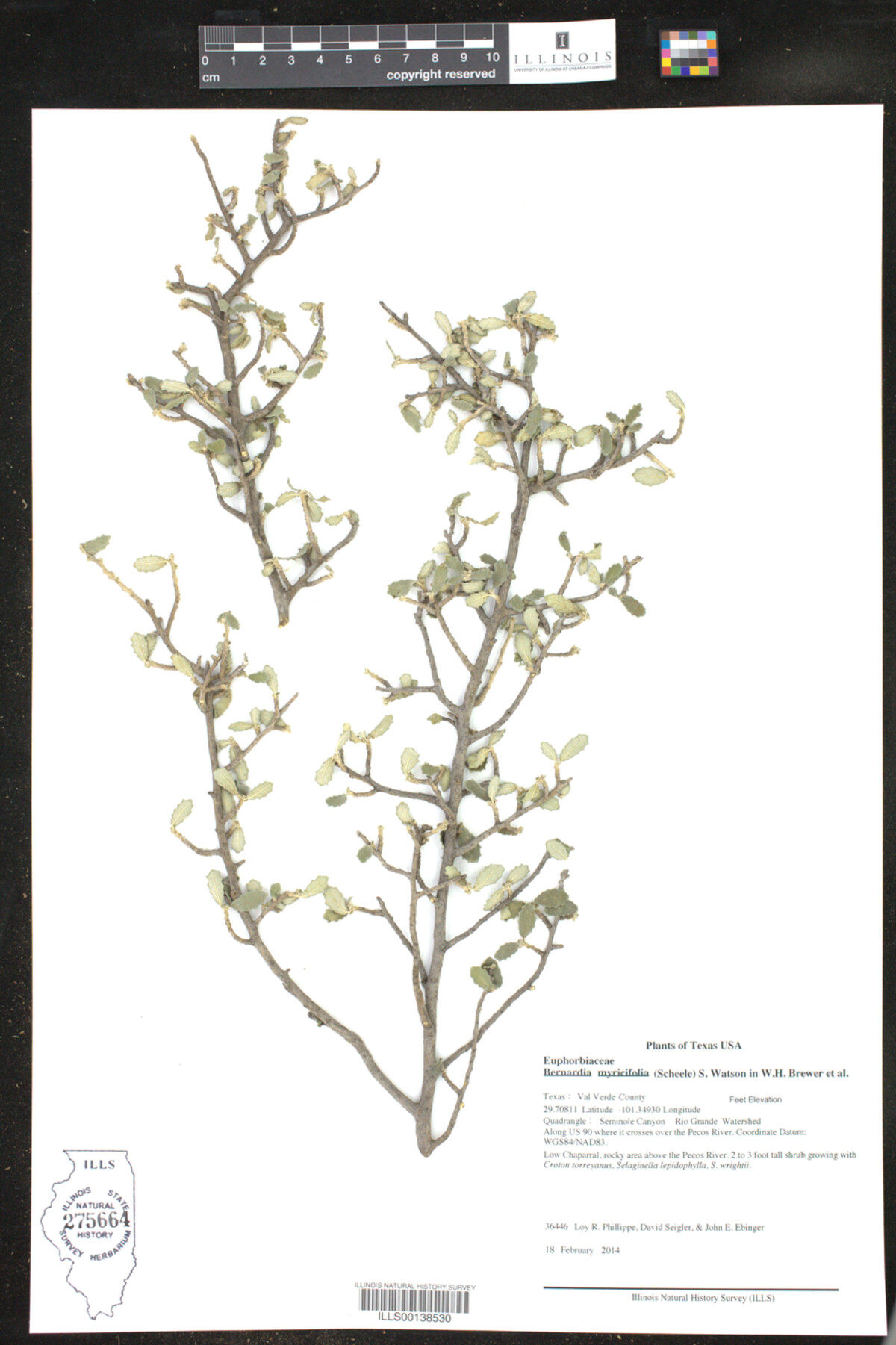 Bernardia image