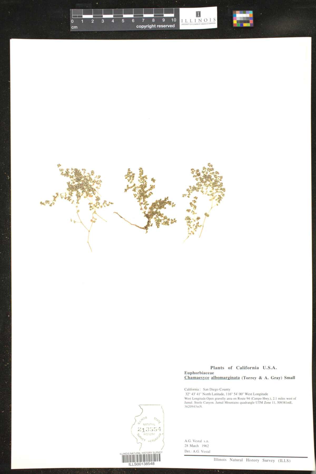 Euphorbia albomarginata image
