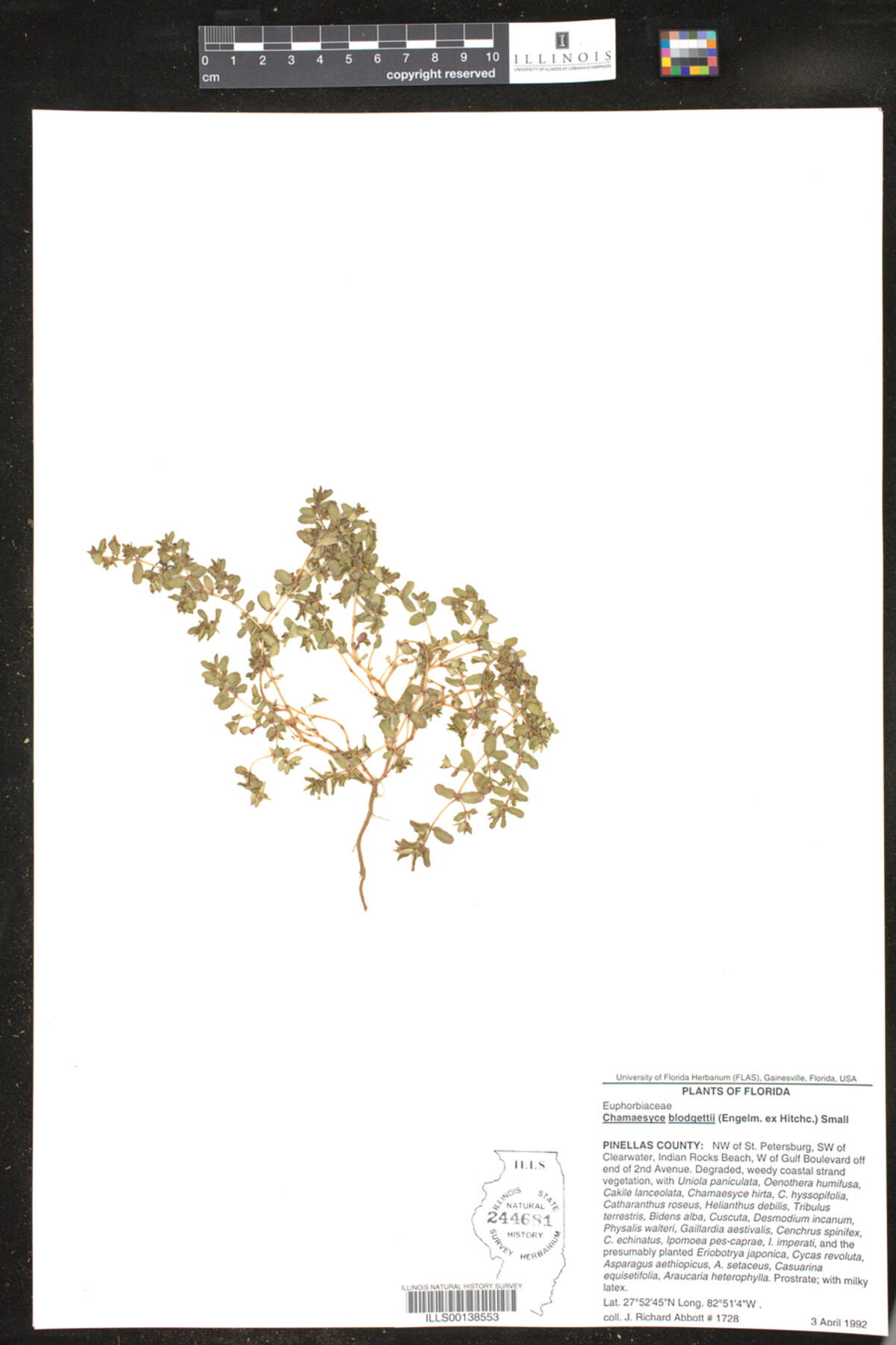 Euphorbia blodgettii image