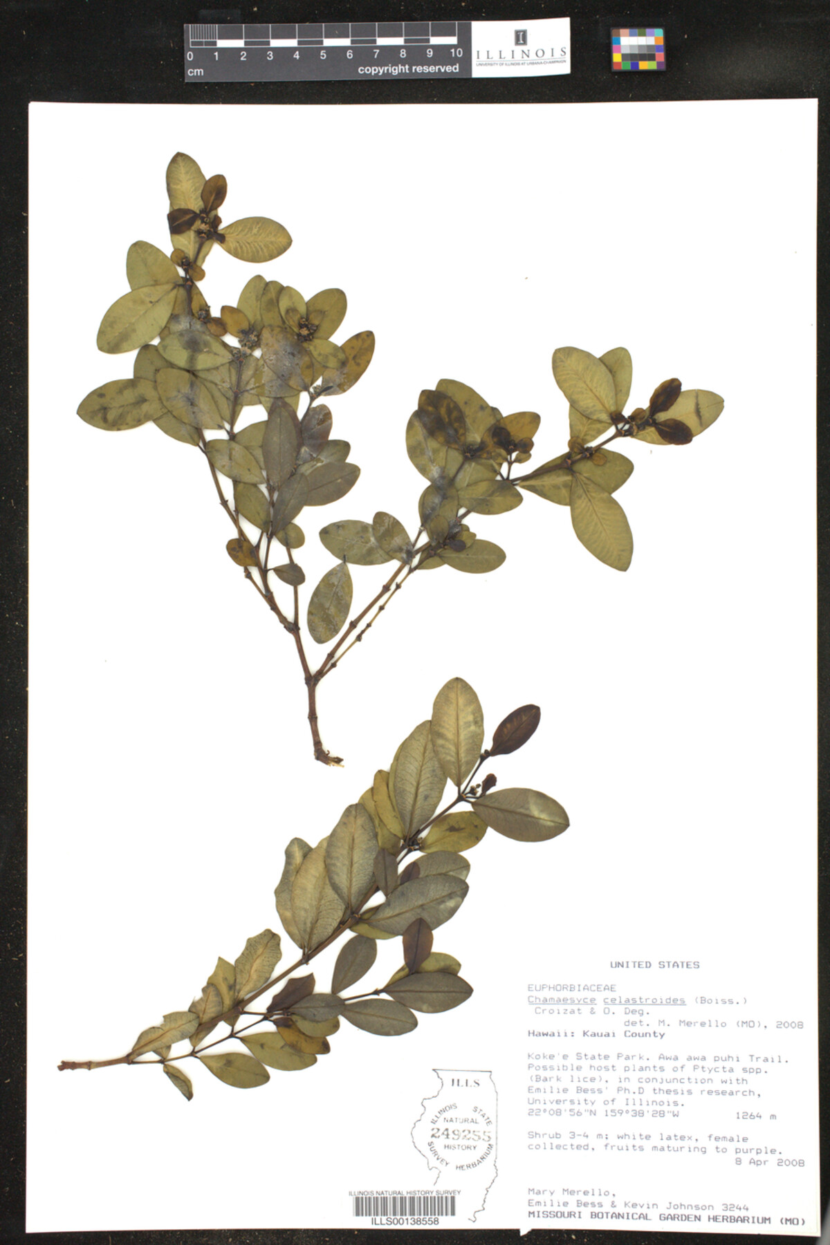 Euphorbia celastroides image