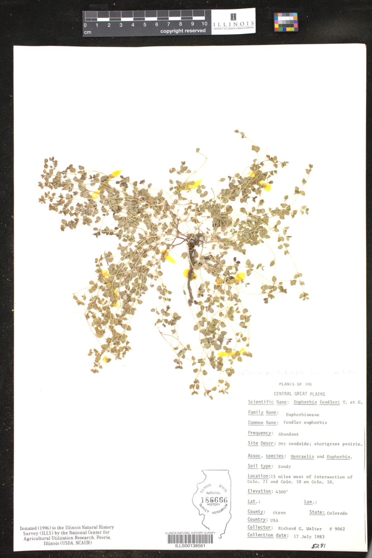 Euphorbia fendleri image