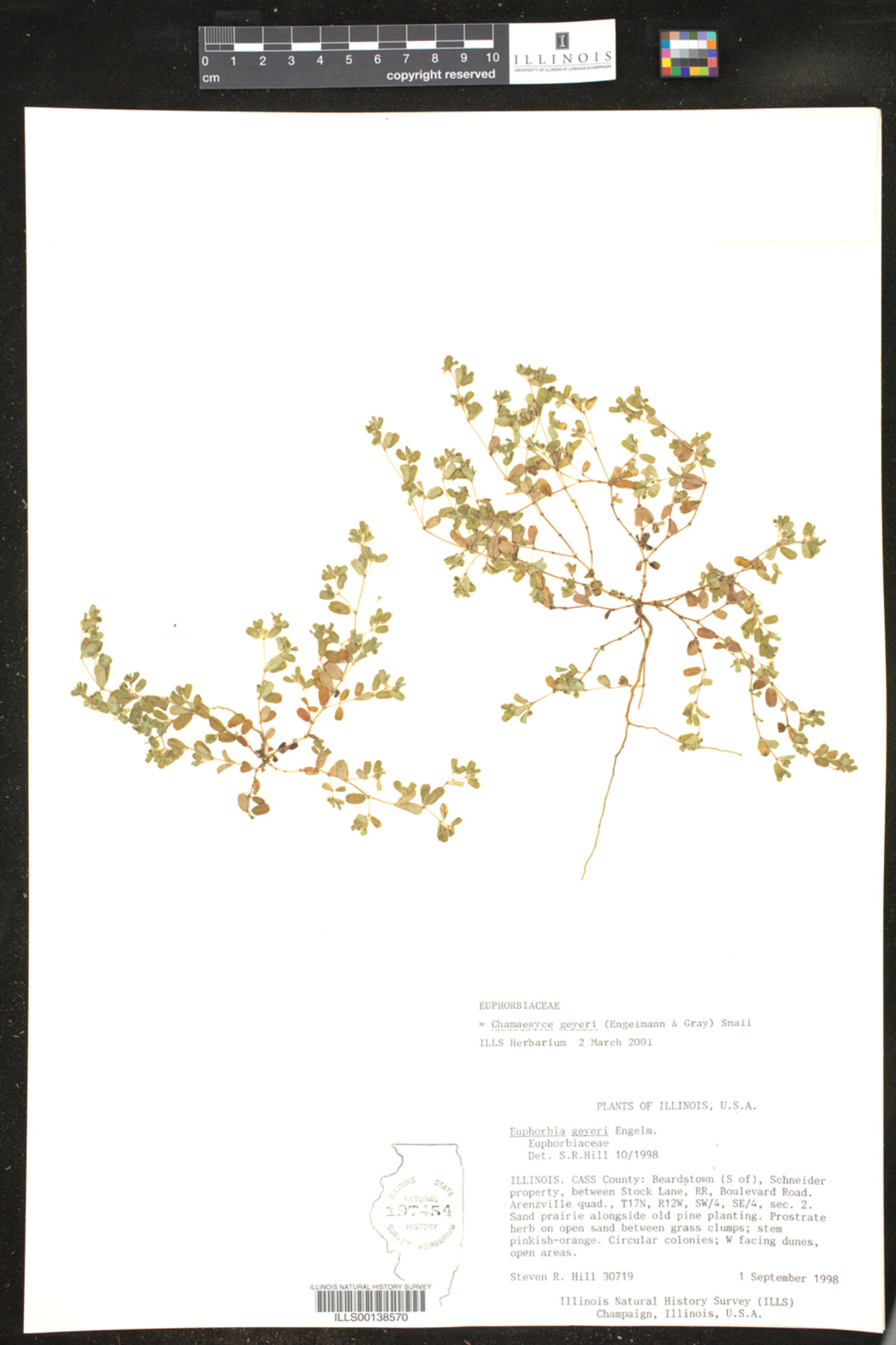 Euphorbia geyeri image