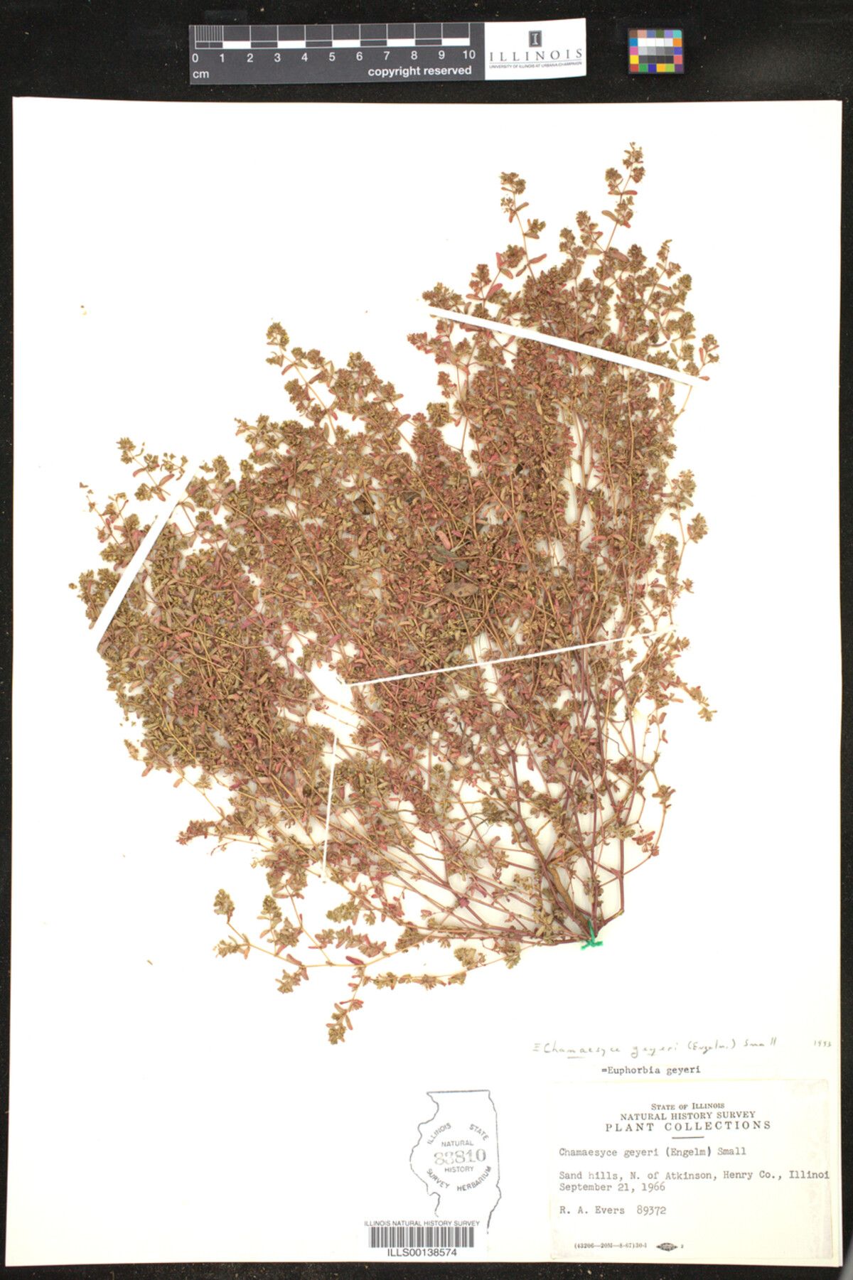 Euphorbia geyeri image