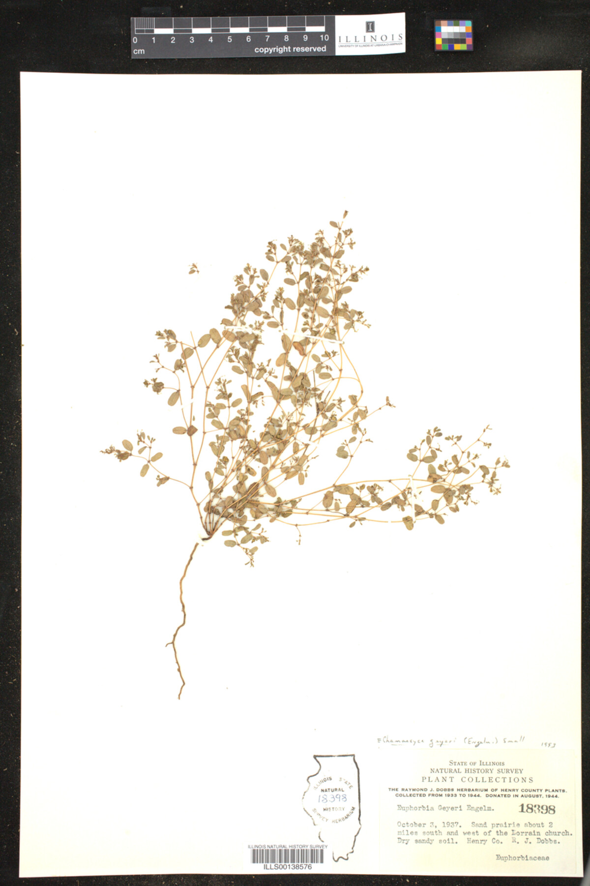 Euphorbia geyeri image