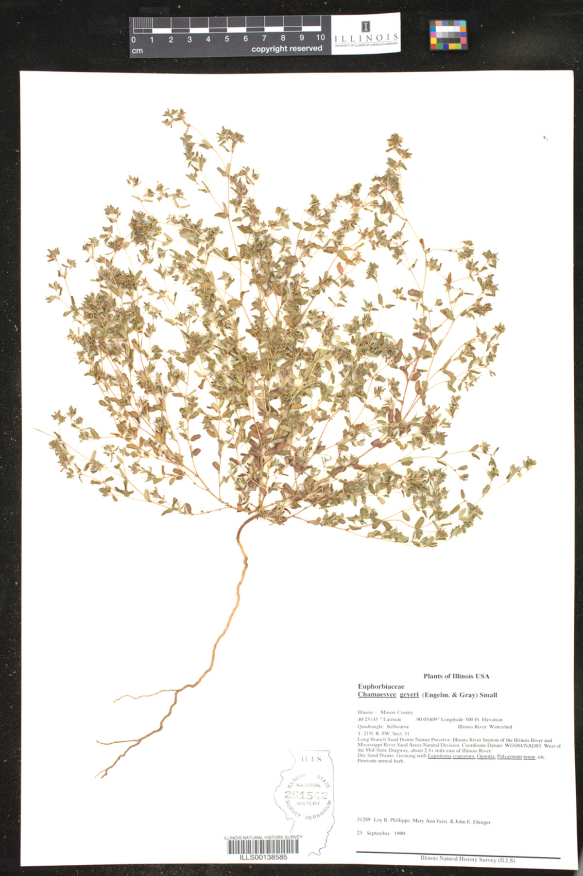 Euphorbia geyeri image