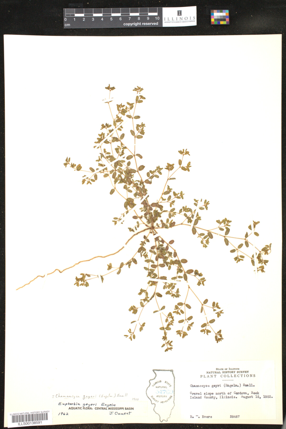 Euphorbia geyeri image