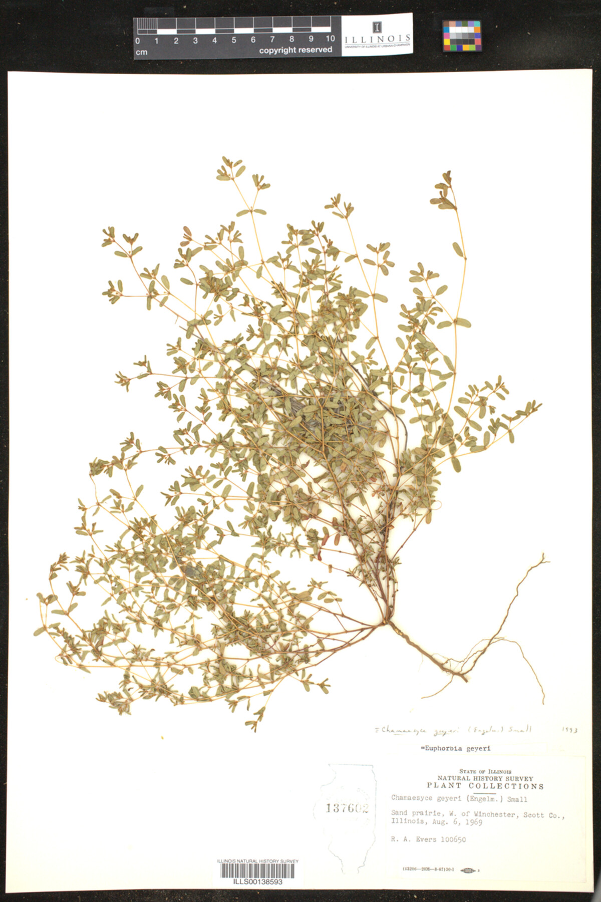 Euphorbia geyeri image