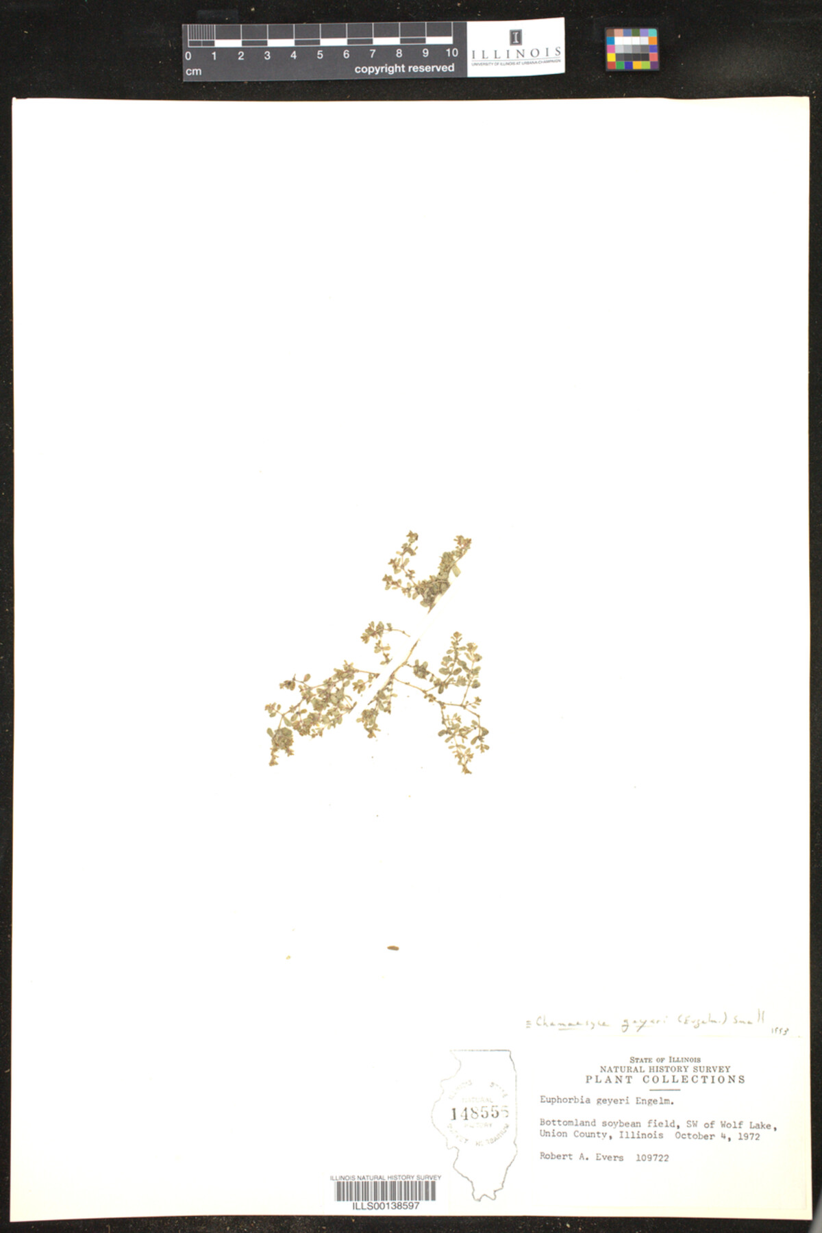 Euphorbia geyeri image