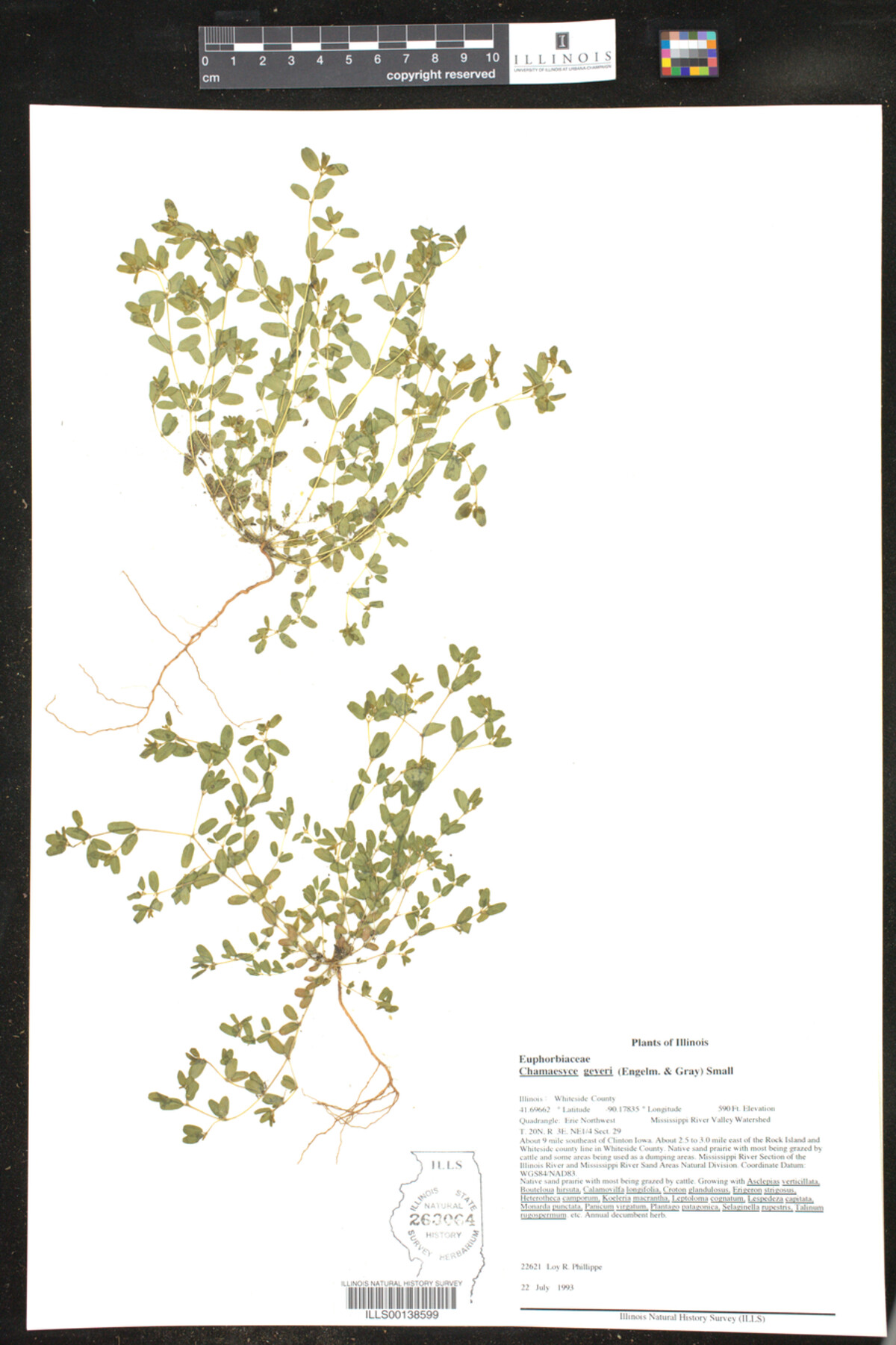 Euphorbia geyeri image