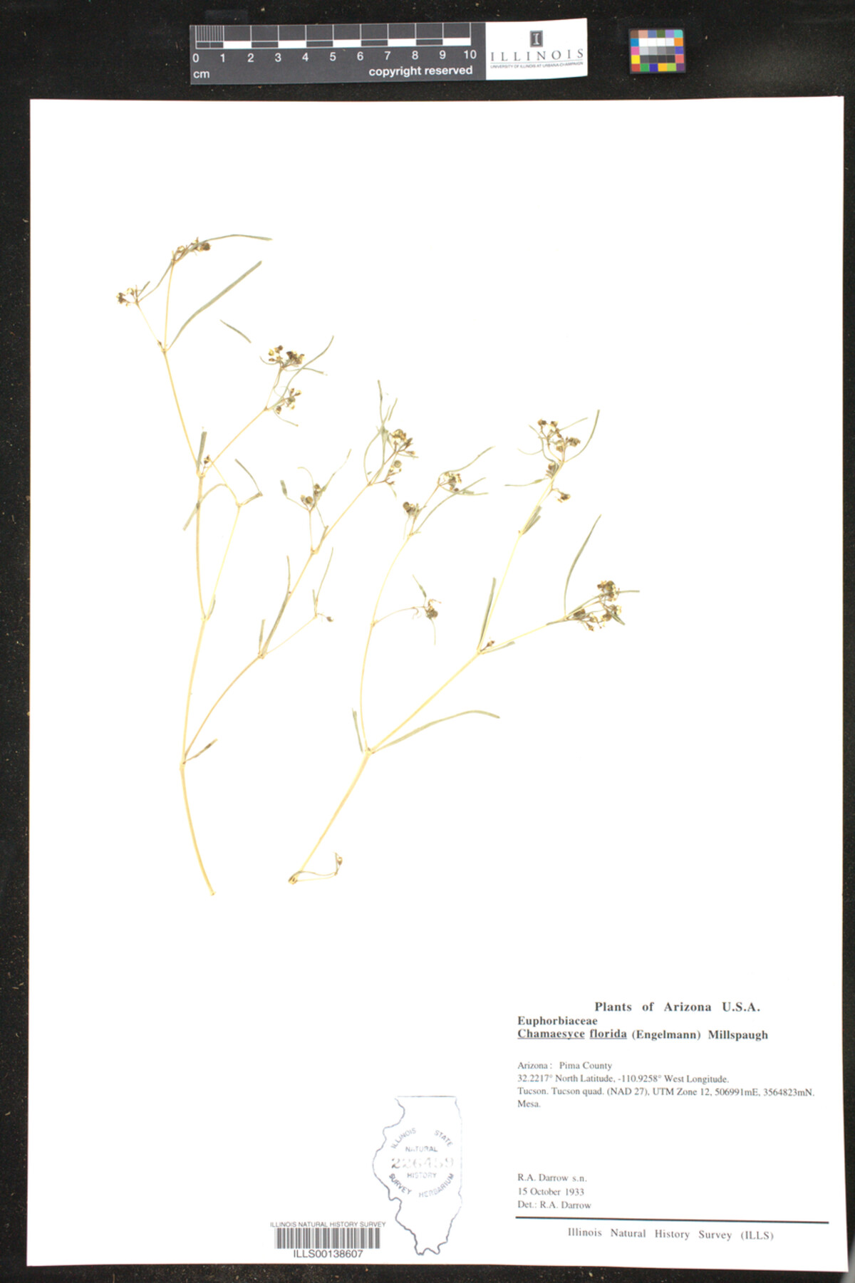 Euphorbia florida image