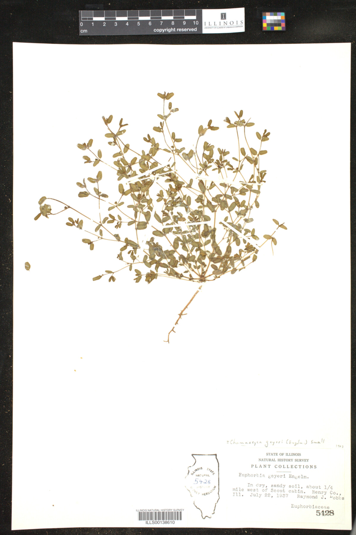 Euphorbia geyeri image