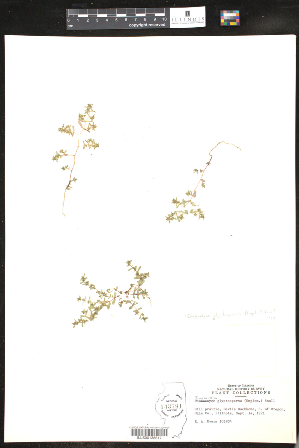 Euphorbia glyptosperma image