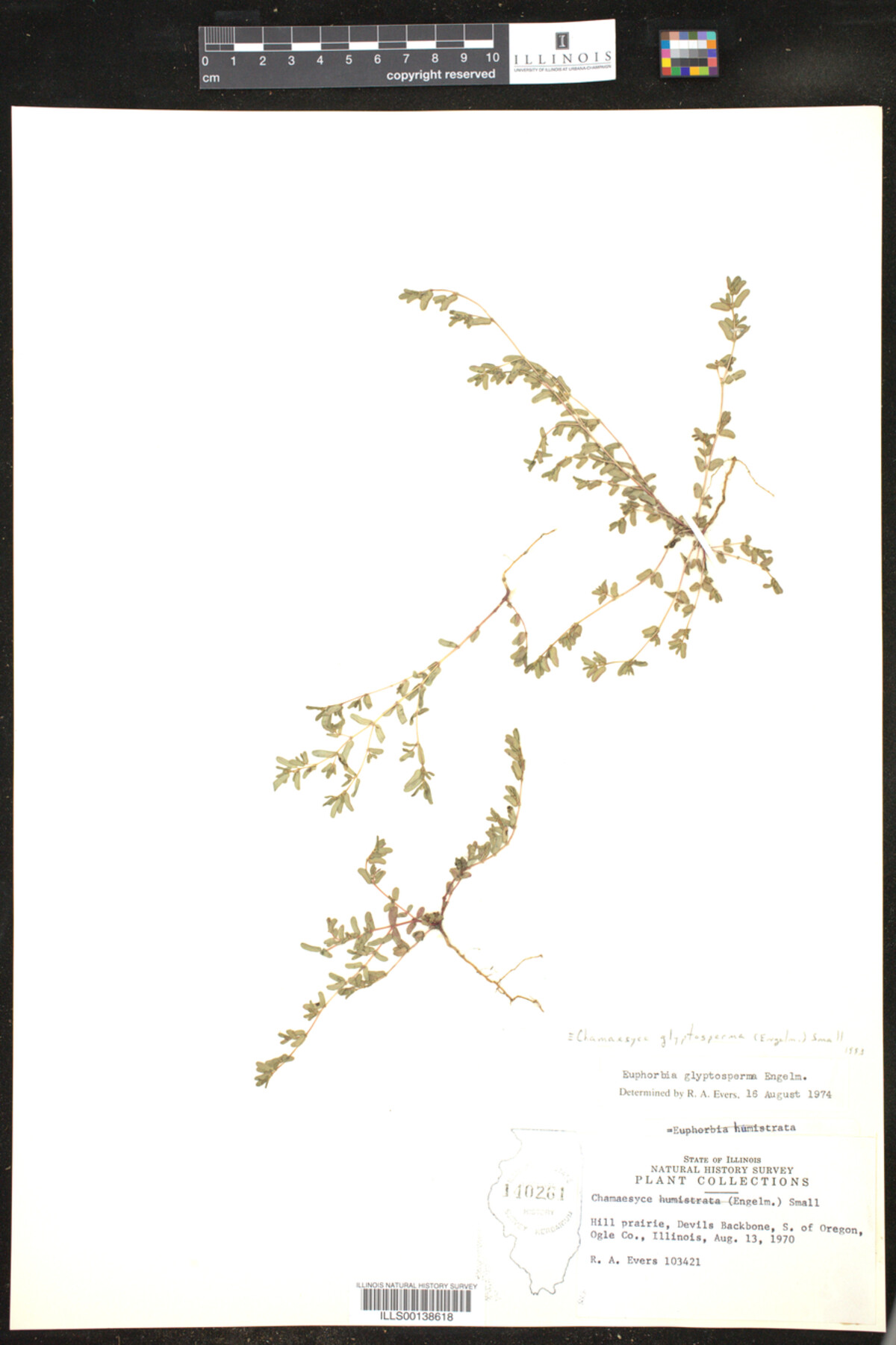Euphorbia glyptosperma image