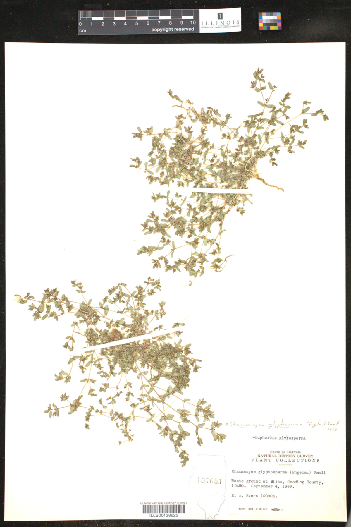 Euphorbia glyptosperma image