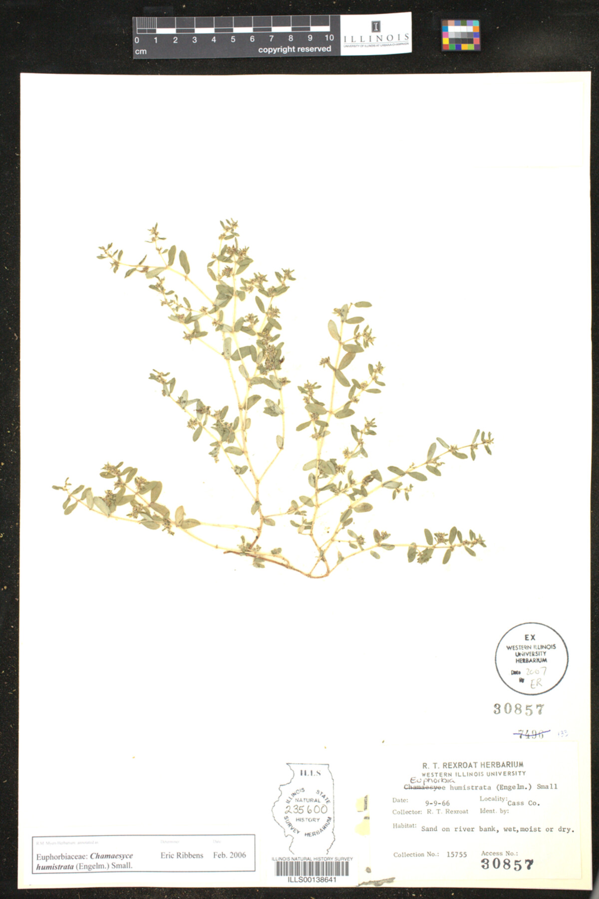 Euphorbia image