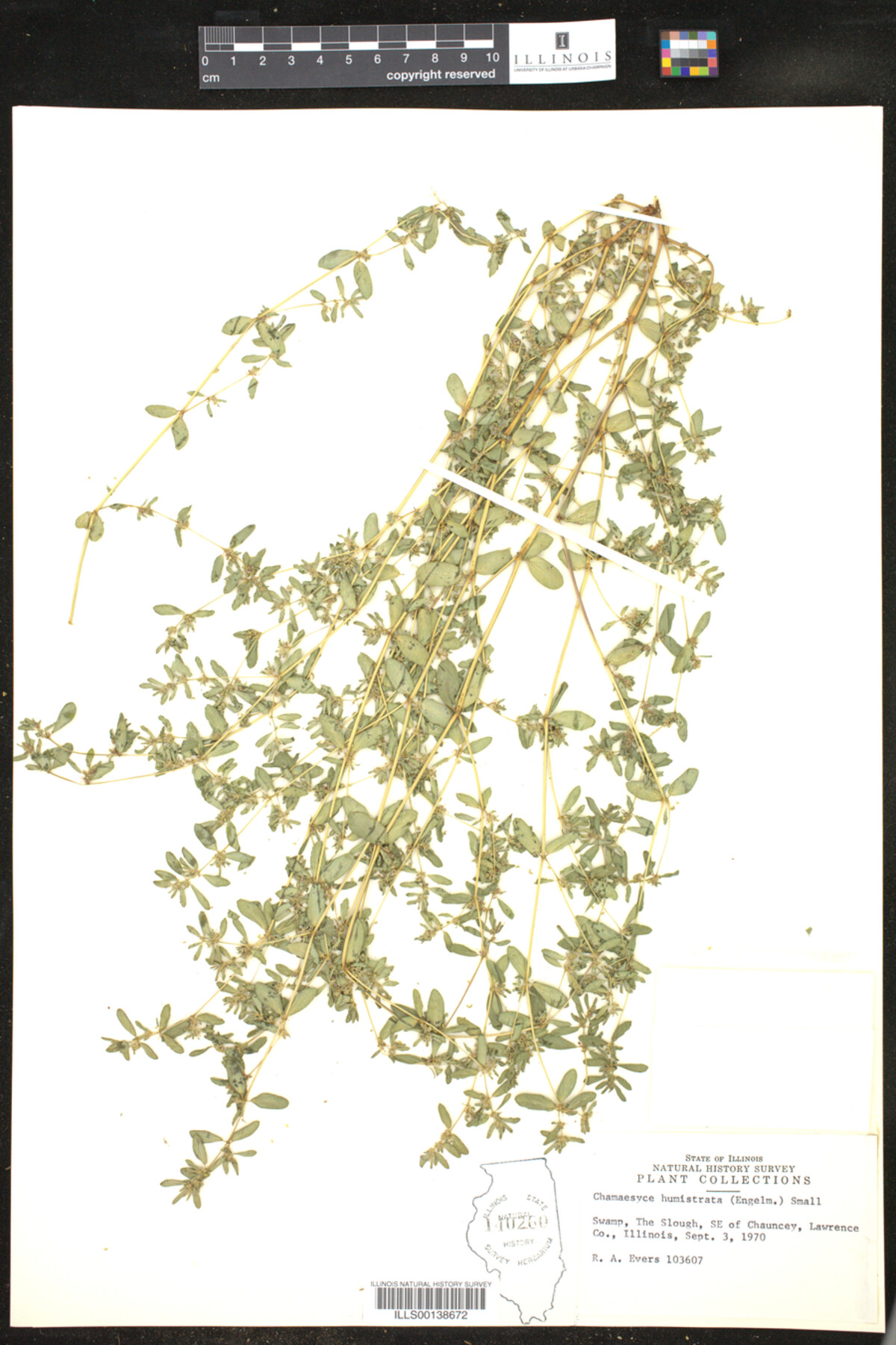 Euphorbia humistrata image