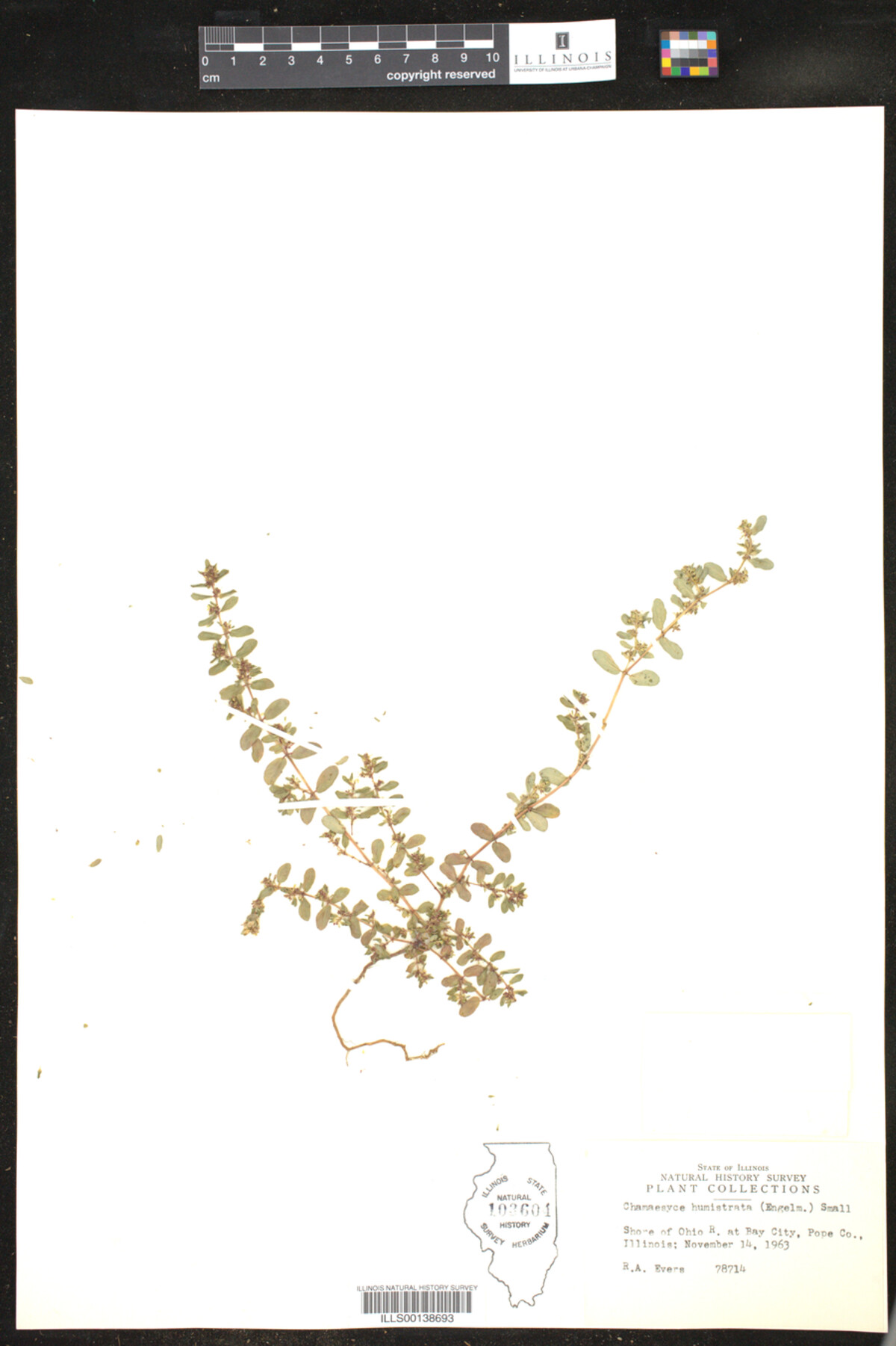 Euphorbia humistrata image