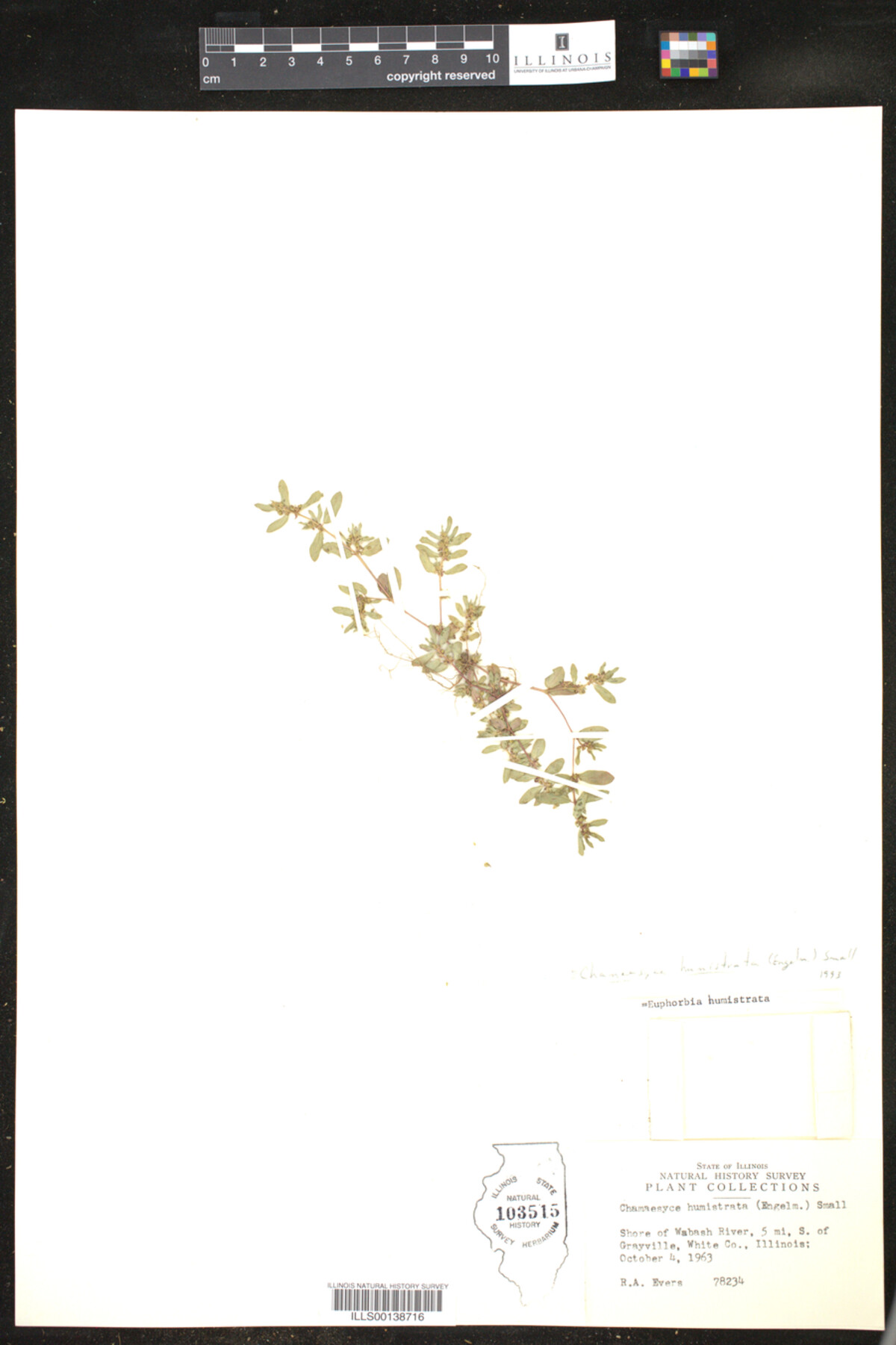 Euphorbia humistrata image