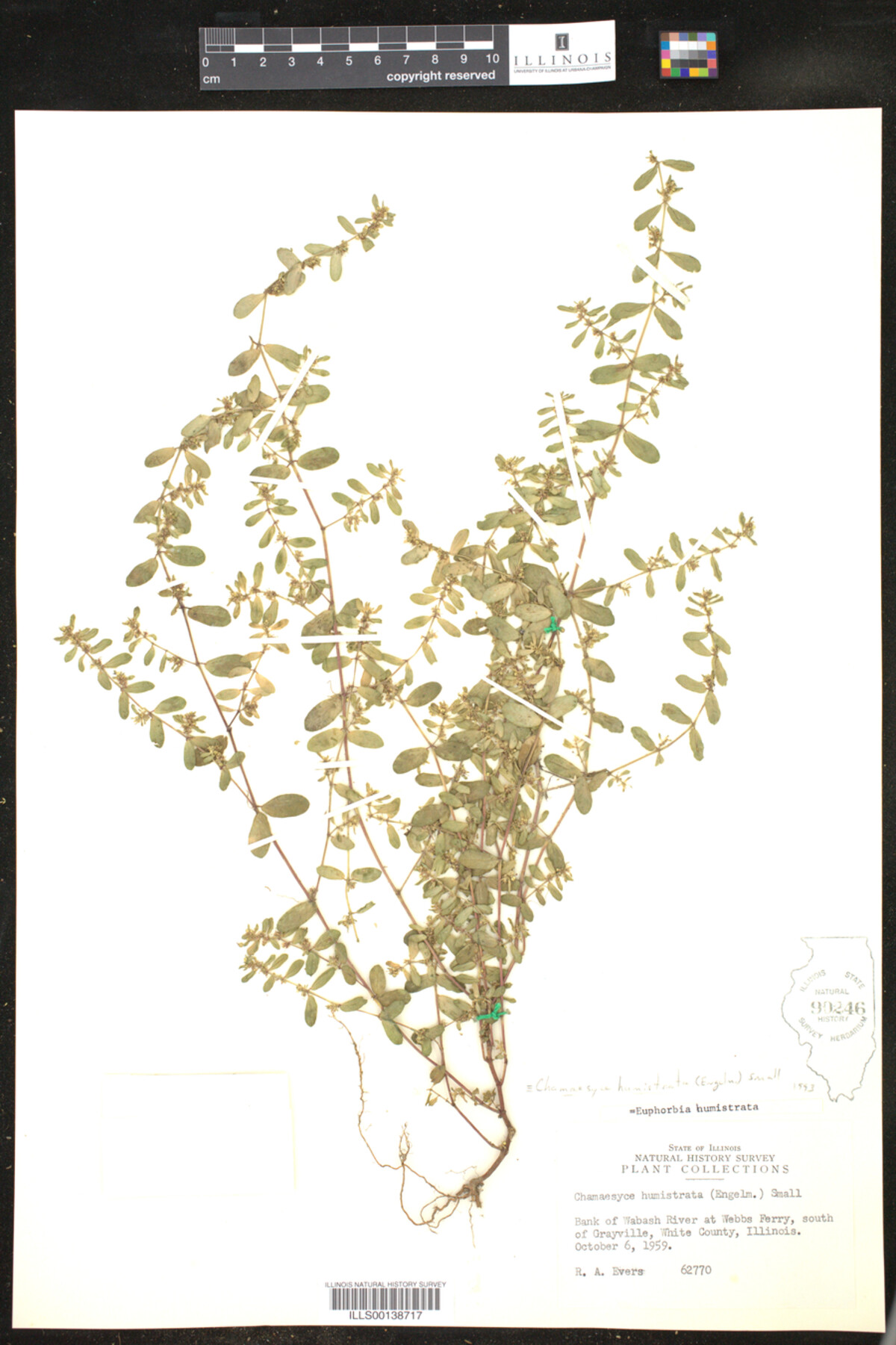 Euphorbia humistrata image