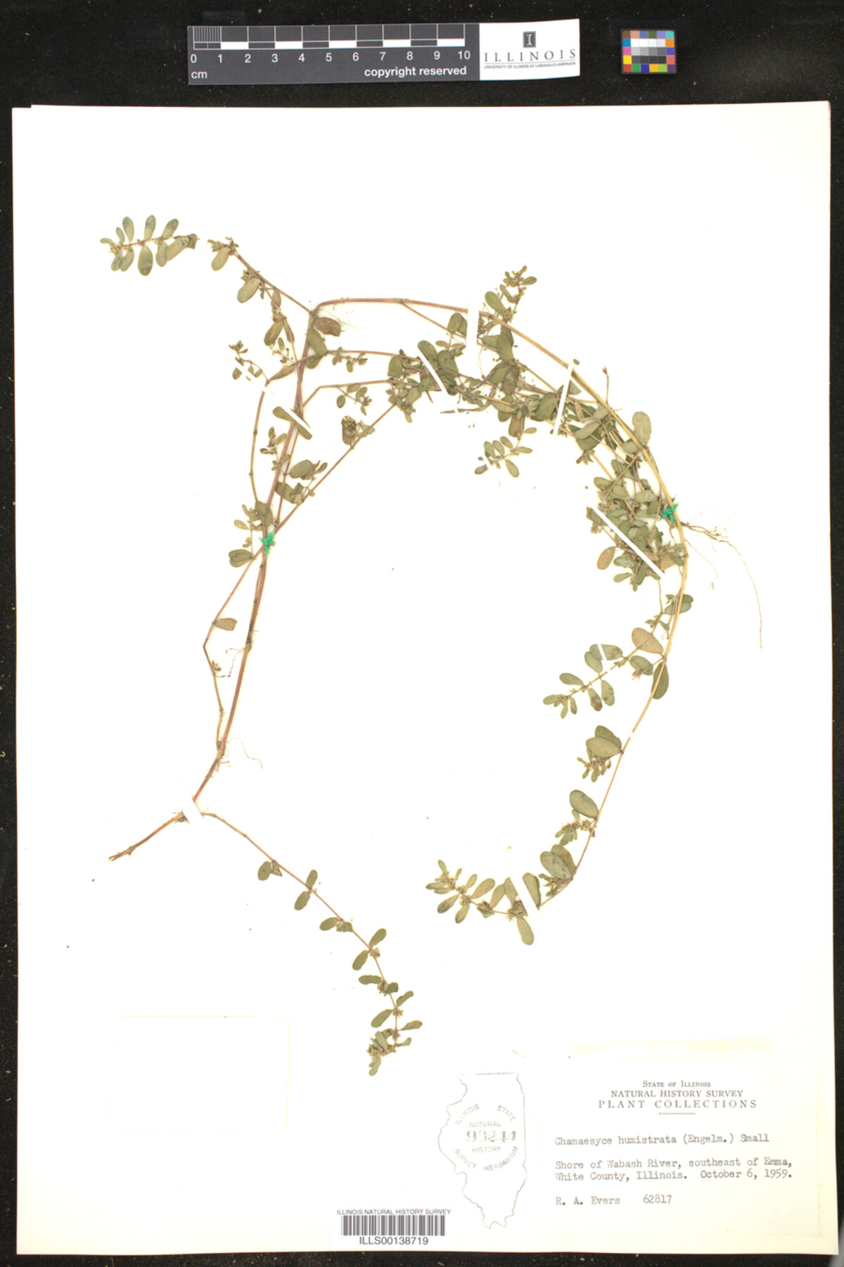 Euphorbia humistrata image