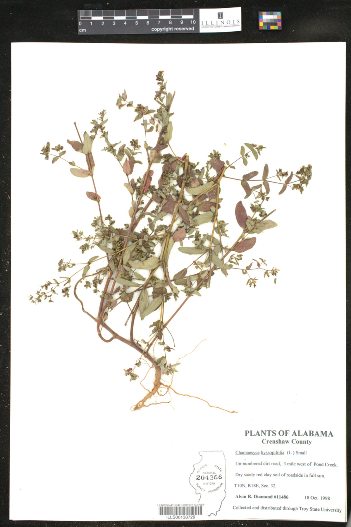 Euphorbia hyssopifolia image