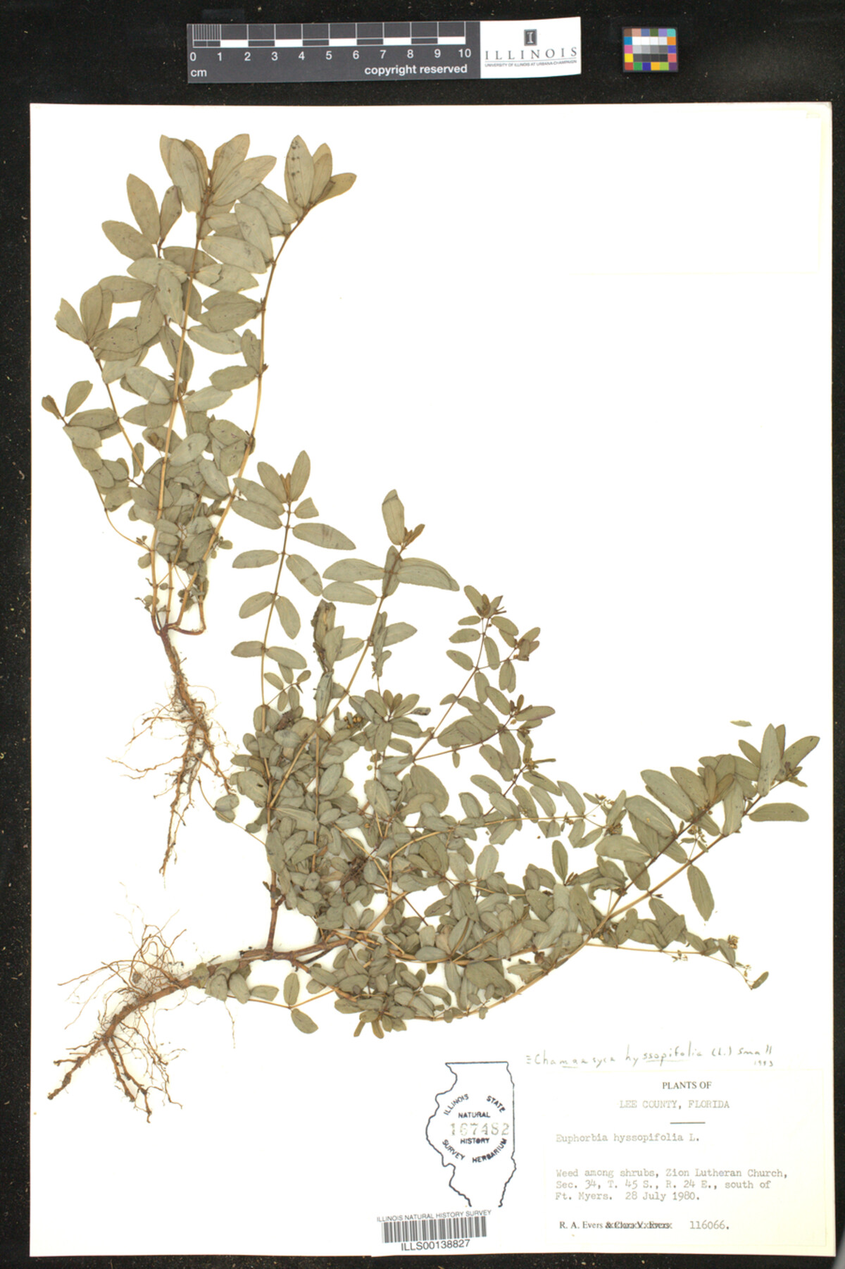 Euphorbia hyssopifolia image