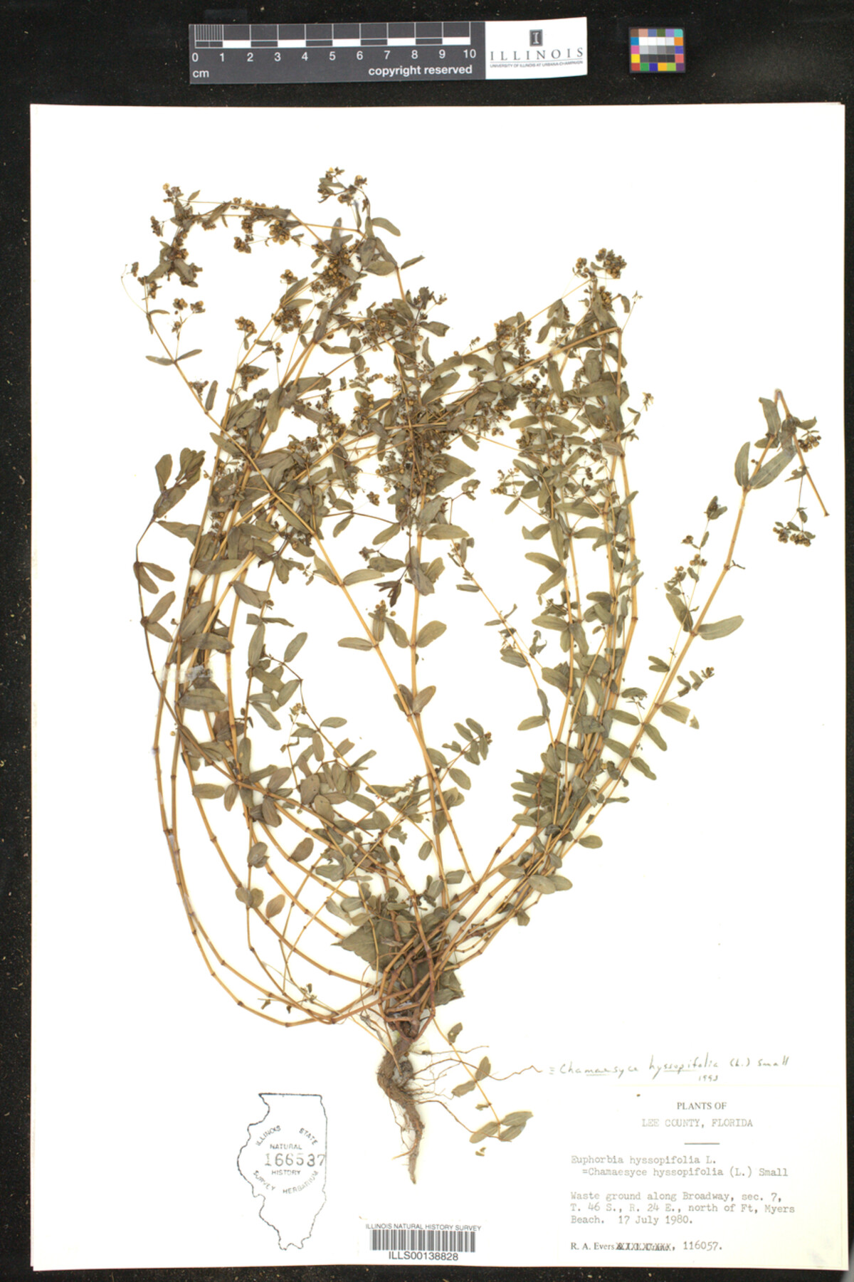 Euphorbia hyssopifolia image